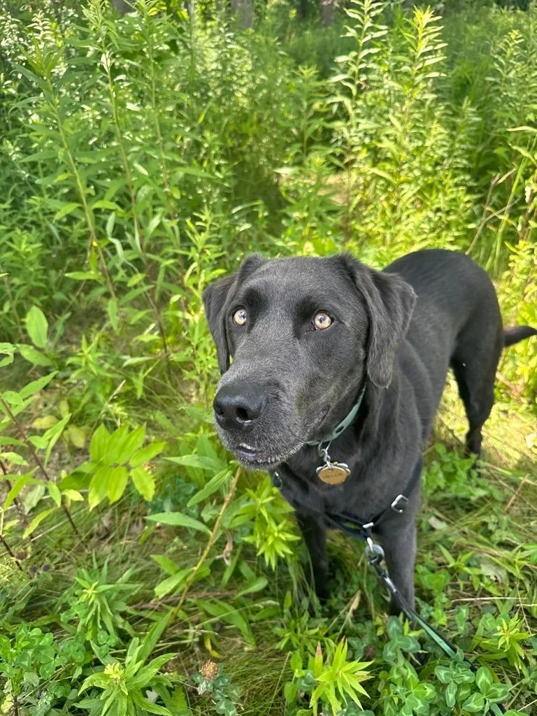 Mequon Nature Preserve 1.jpeg