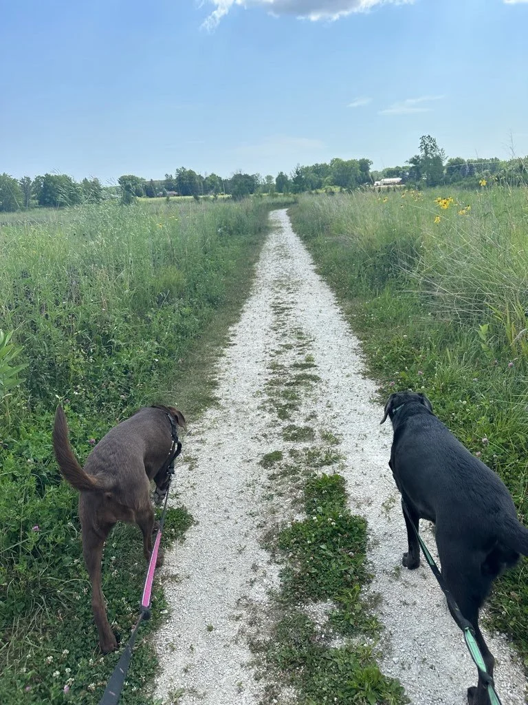 Mequon Nature Preserve 2.jpeg