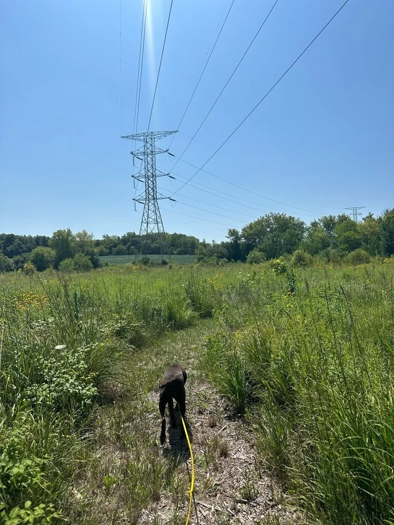 Mequon Nature Preserve 3.jpeg