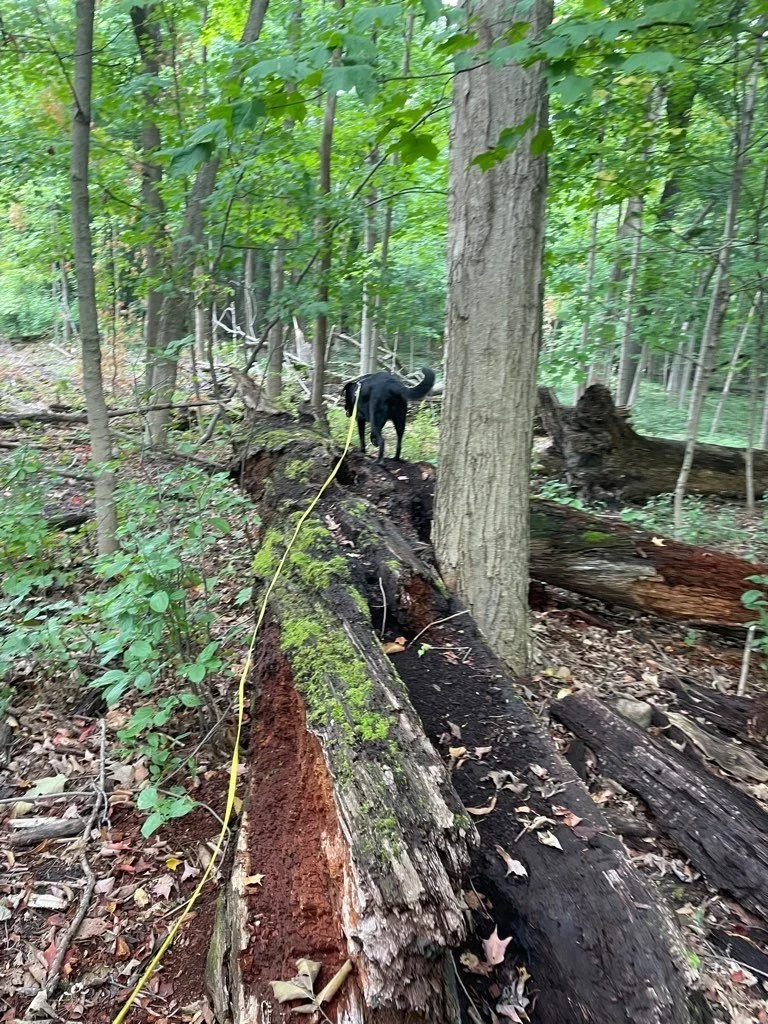 Forest Exploration Center 1.jpeg
