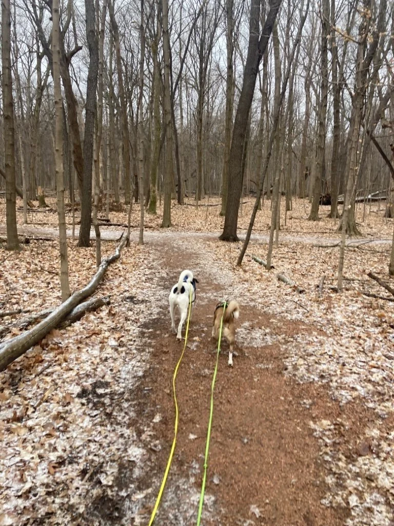 Forest Exploration Center 15.jpeg