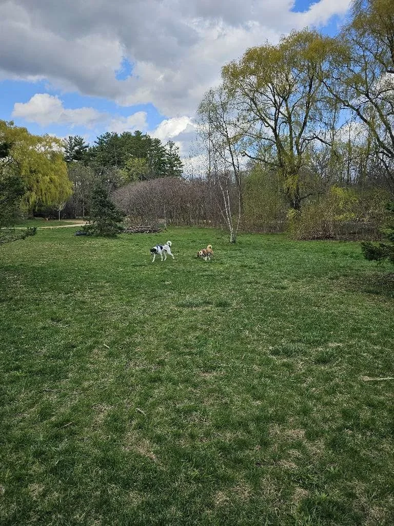 Muttland Meadows 4.jpeg