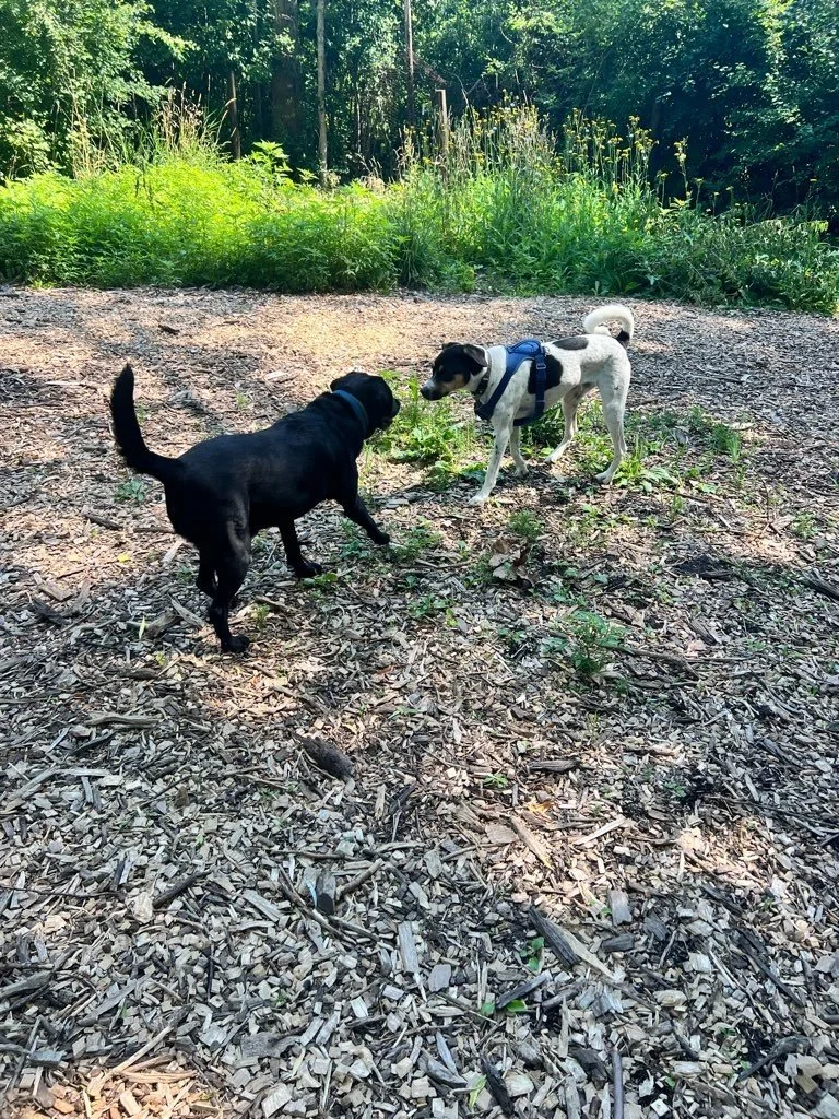 Muttland Meadows 5.jpeg