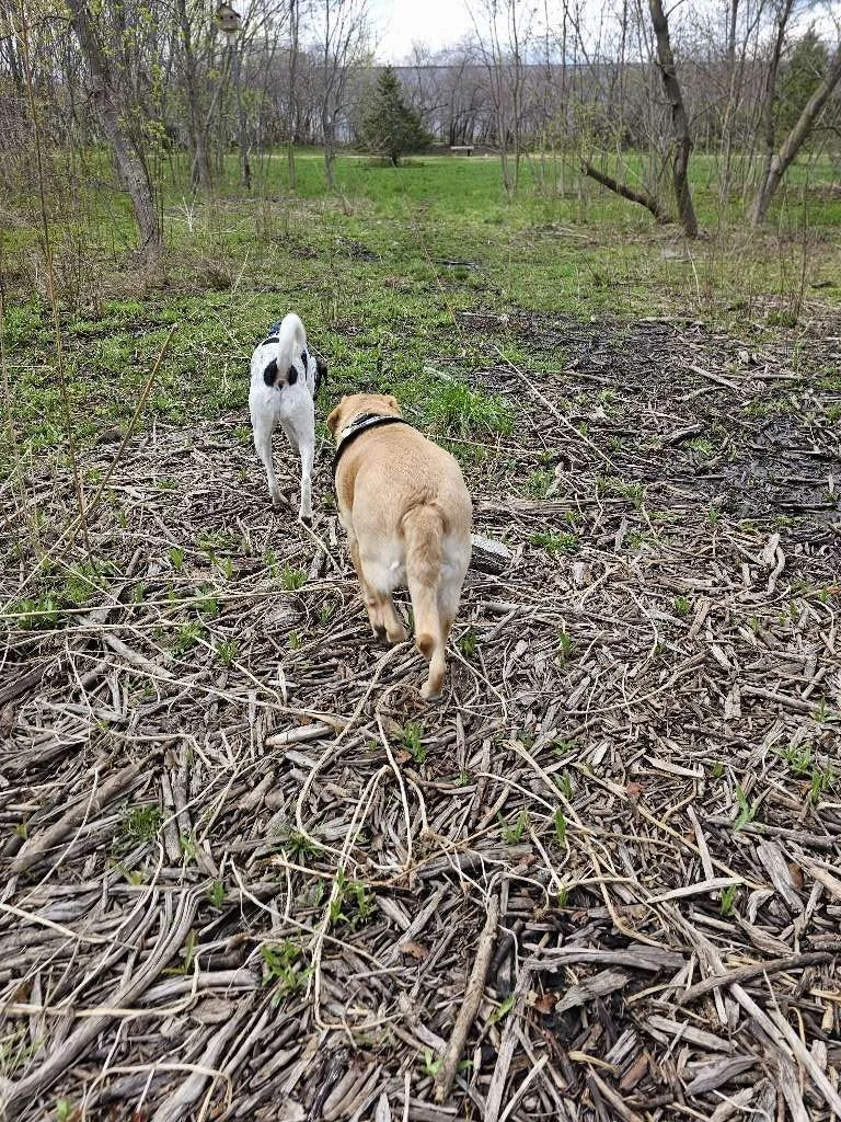 Muttland Meadows 2.jpeg