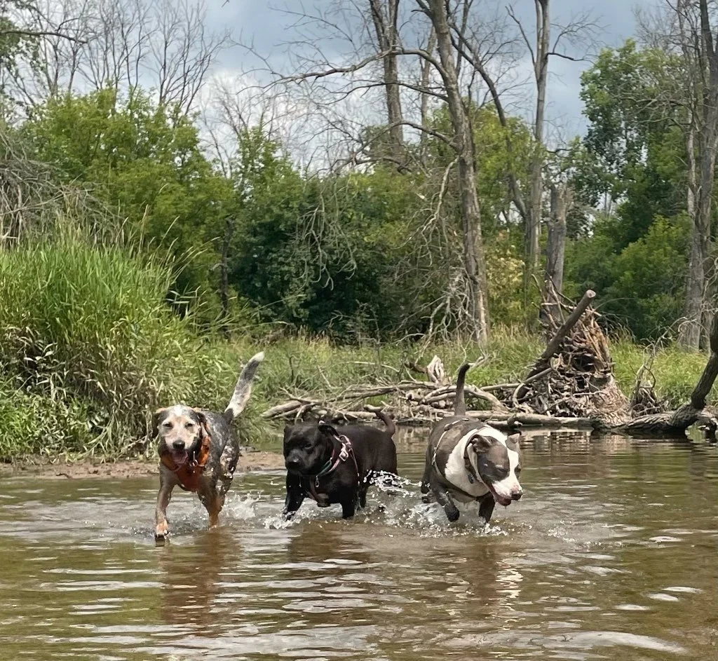 Milwaukee's Dog Parks
