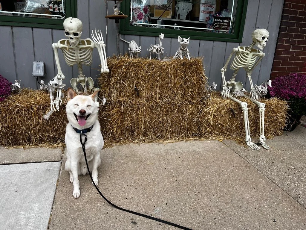 Safe and Spooktacular Halloween Tips for Pets from Off Leash MKE