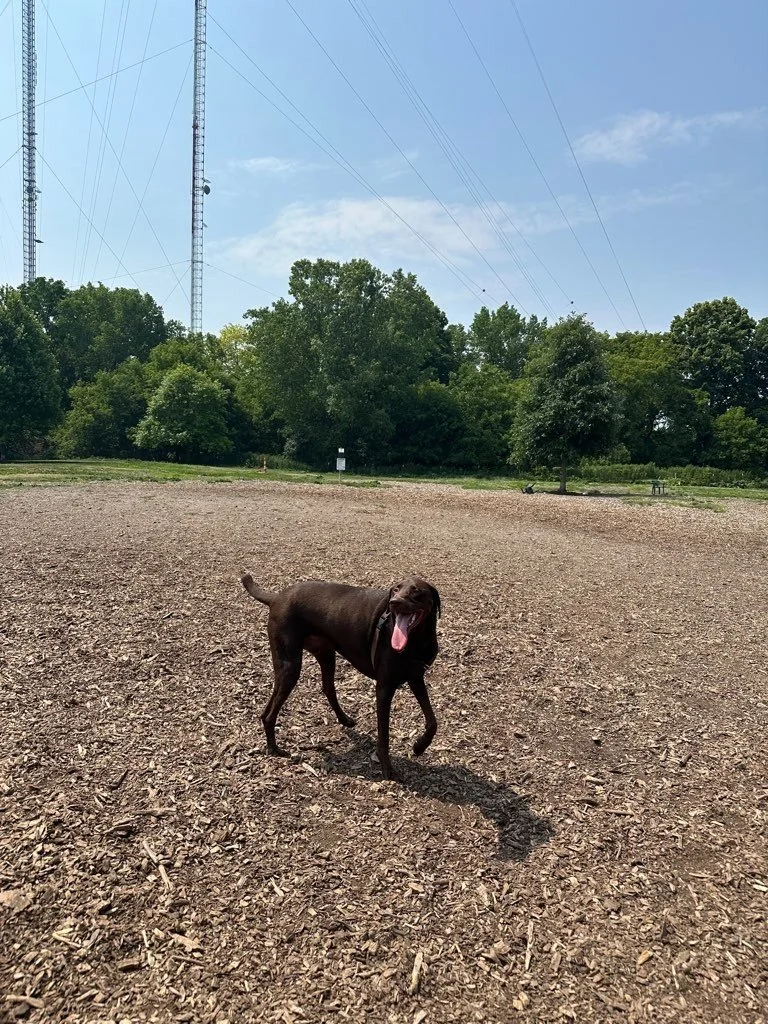 Estabrook Dog Park.jpeg