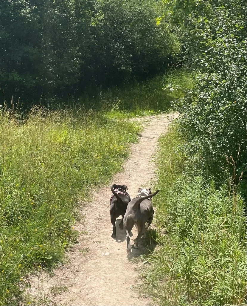 Granville Dog Park 9.jpeg