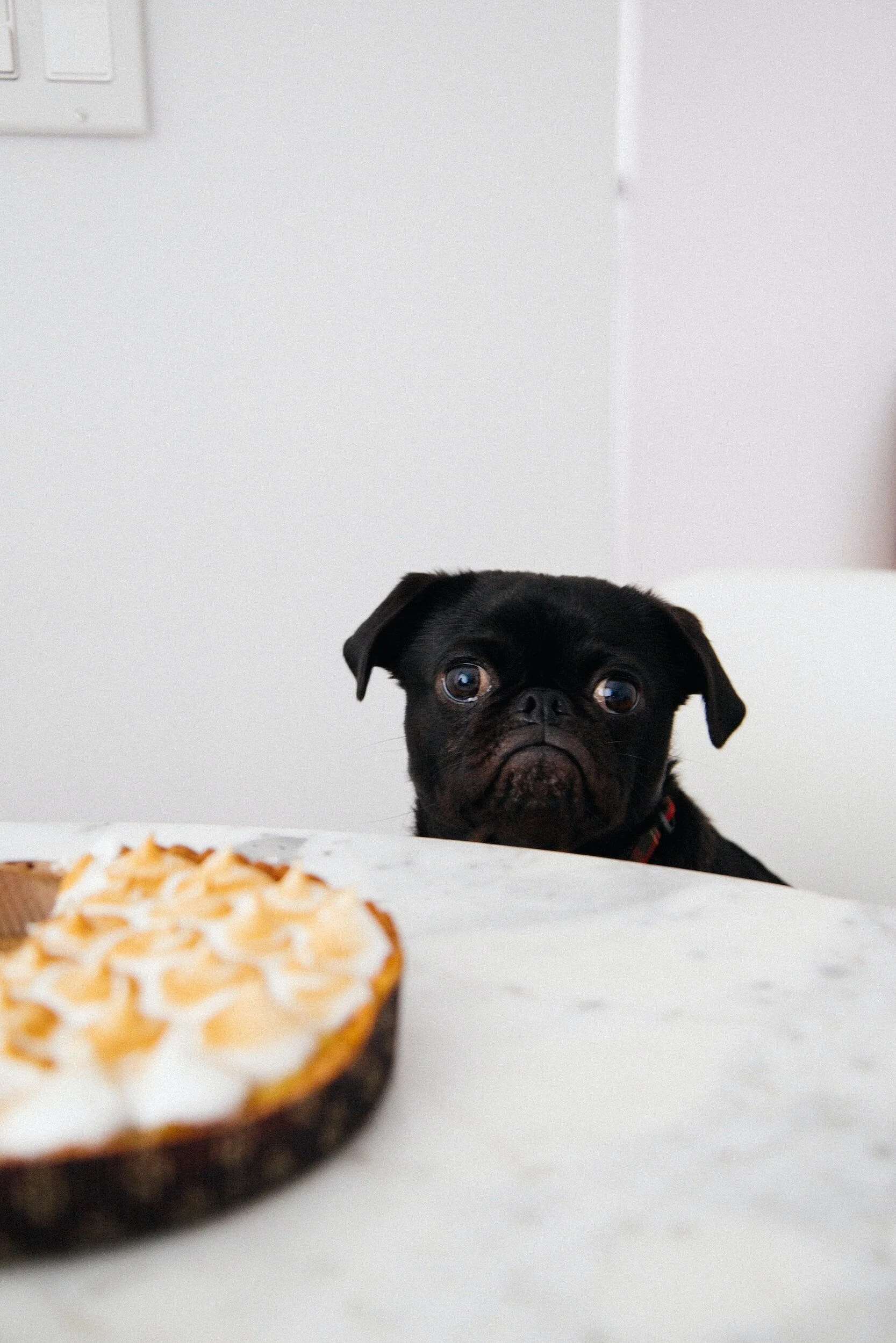 Trim the Fat, Not the Fun: Ways to Help Your Overweight Dog Shed Pounds
