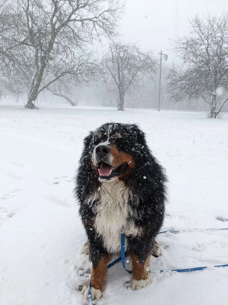 Winter Safety Tips for Dogs