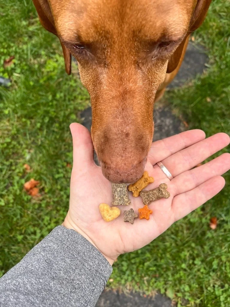 Avoid These Common Mistakes When Using Training Treats