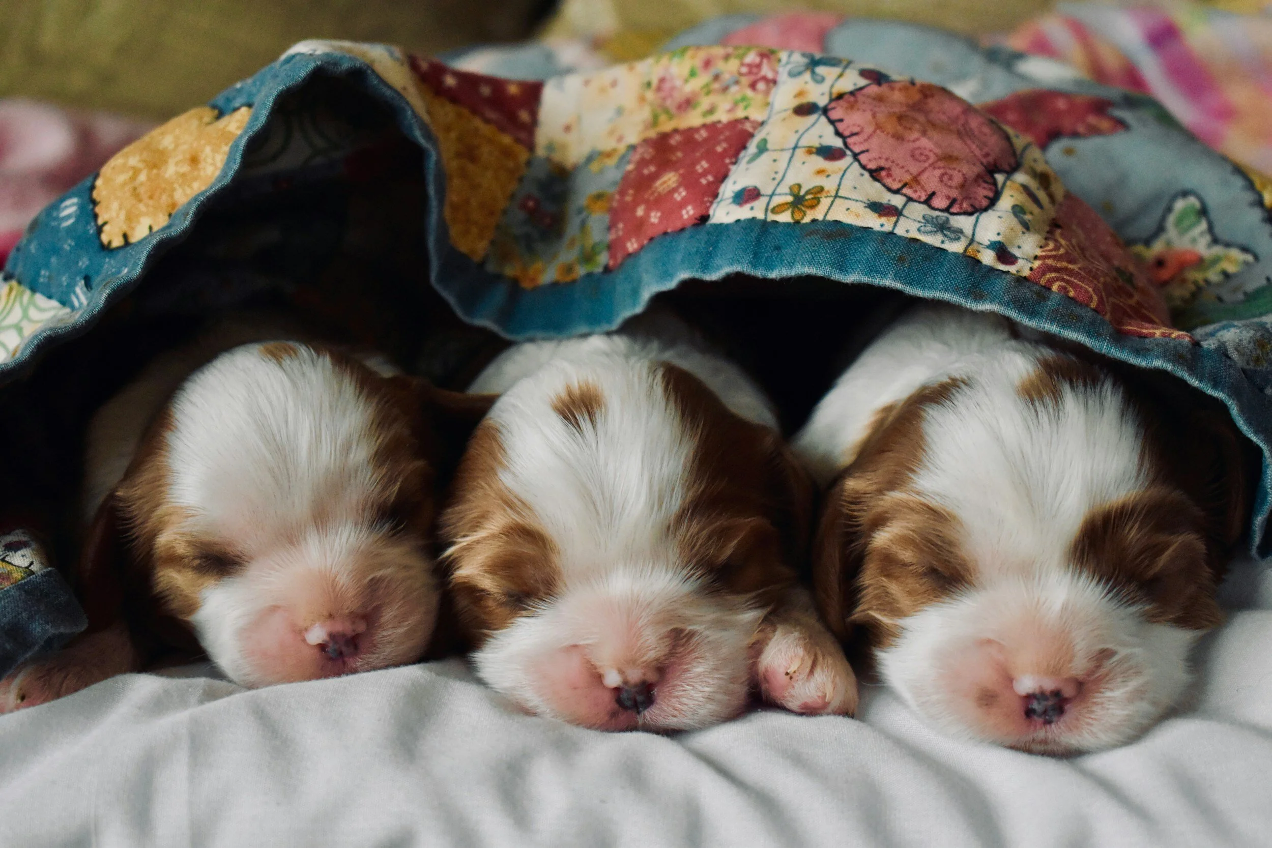 The First Year: A Guide to Puppy Development