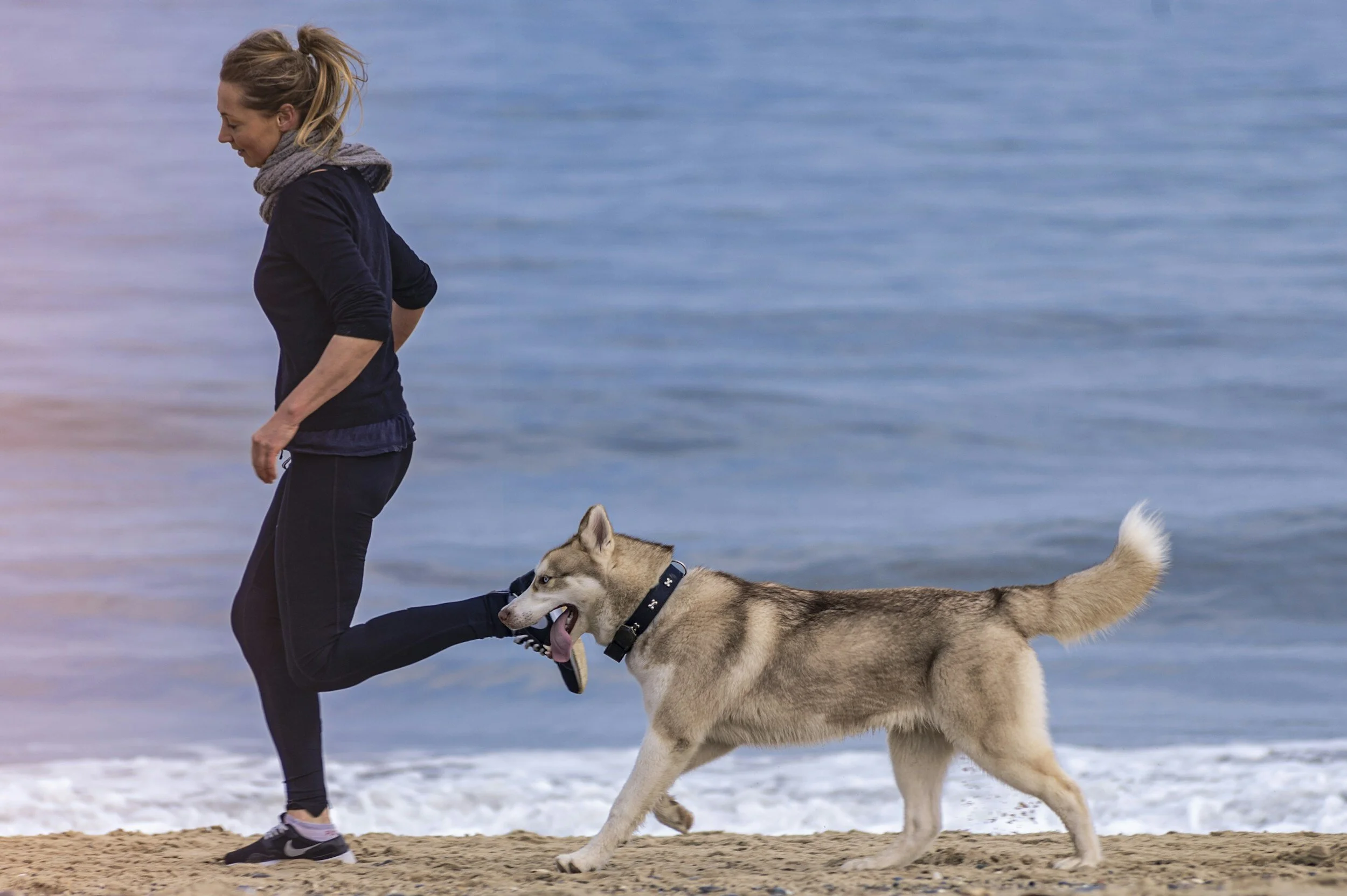 What is Canine Fitness?