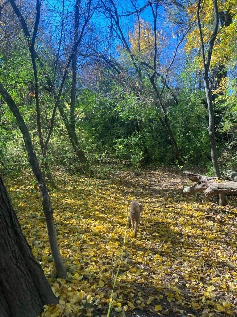 Hartung Park 2.jpeg