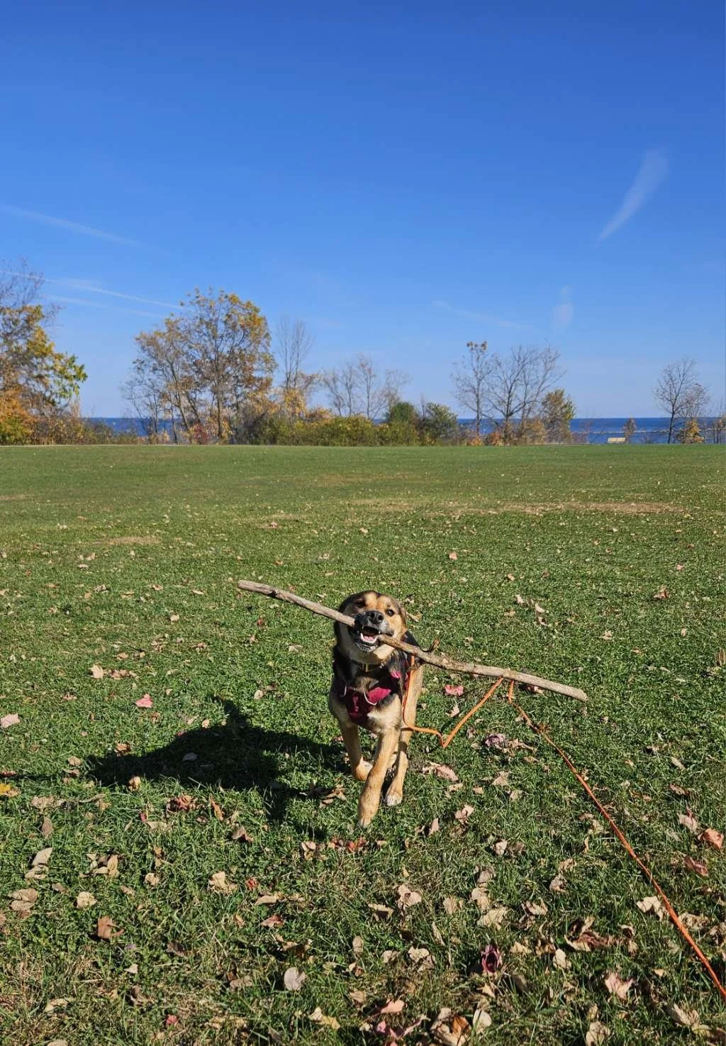 Why do dogs love sticks?