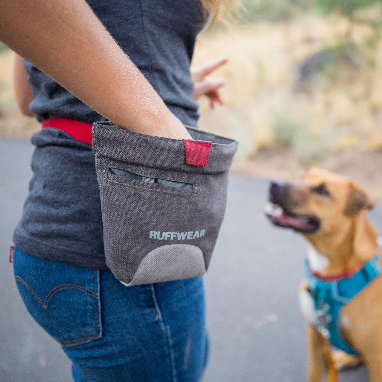 Our Favorite Dog Enrichment Tools for Daily Walks