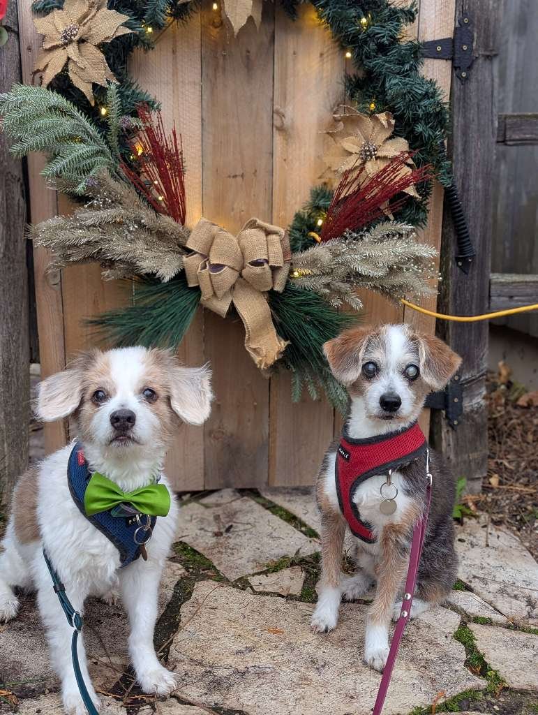 2025 Unleashed: Favorite Stories from the Off Leash MKE Blog