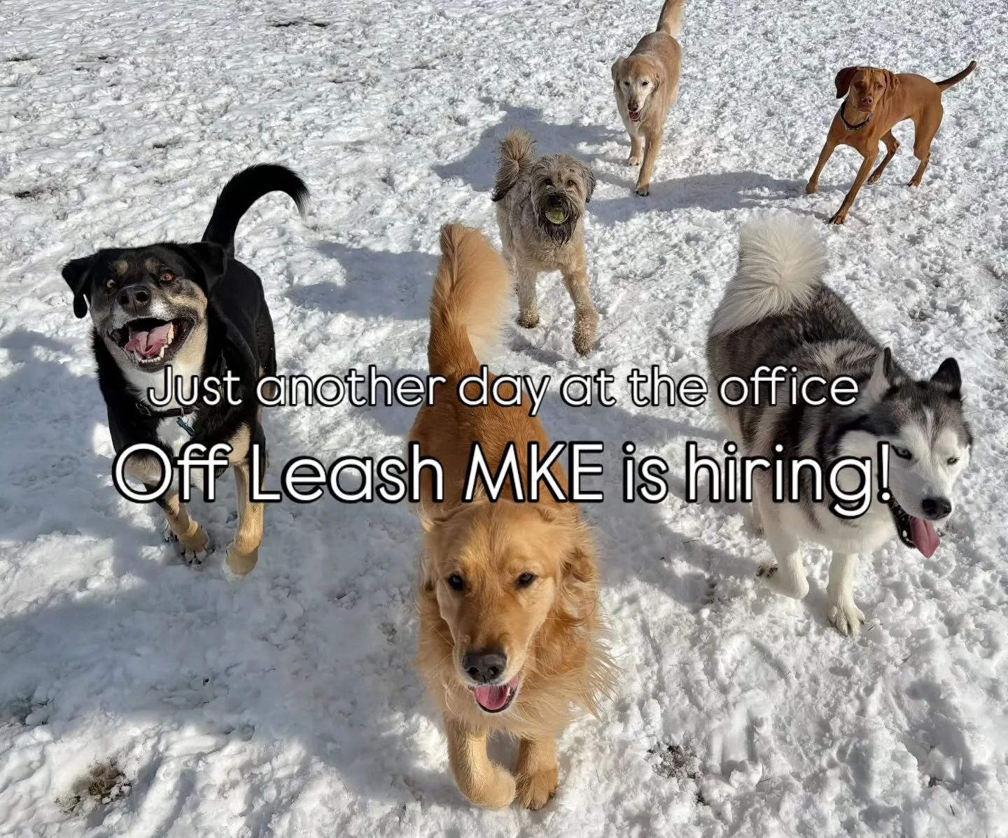 Join our team!

✨Because every dog deserves an adventure&mdash;and you deserve a job you'll love. 🐶

We are currently hiring for Spring 2026, to apply visit our listings &amp; apply www.offleashmke.com/jobs

#mkejobs #jointheteam #workwithus #Milwau
