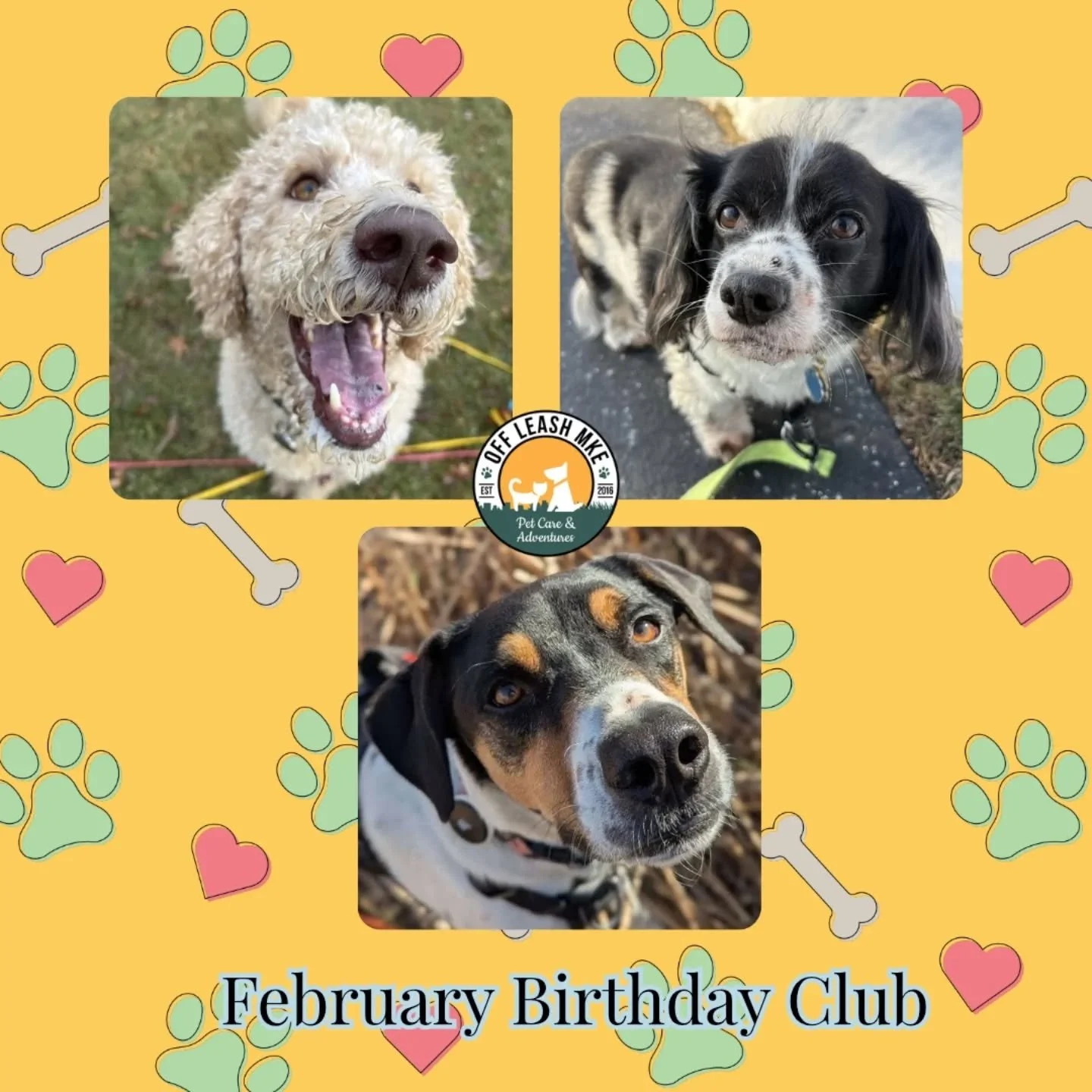 Before we wrap up February, we want to send a big HAPPY BIRTHDAY to the amazing pets who celebrated with us this month!

From snowy sniffaris to cozy home visits and treat-filled adventures, we love being part of your special days - thank you for tru