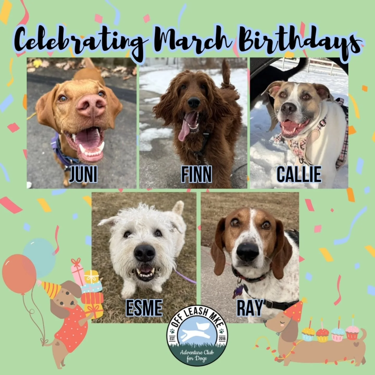 Happy Birthday to all our March pups&mdash;we love celebrating you and being part of your adventures all year long. Here&rsquo;s to a year full of tail wags, tasty treats, and all your favorite things!

#DogsofMKE #happybirthday #offleashmke
