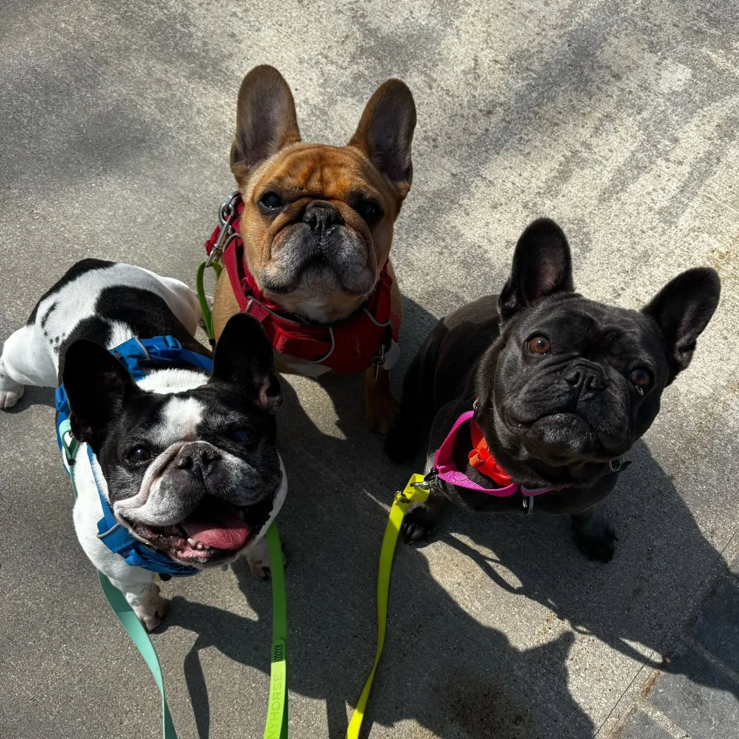 The Potato Gang 🥔🐾

Oscar, Issy &amp; Bleu&mdash;three brothers, one perfectly in-sync little crew.

It&rsquo;s easy to see why French Bulldogs just claimed the top spot as America&rsquo;s favorite breed&hellip; compact, full of personality, and ef