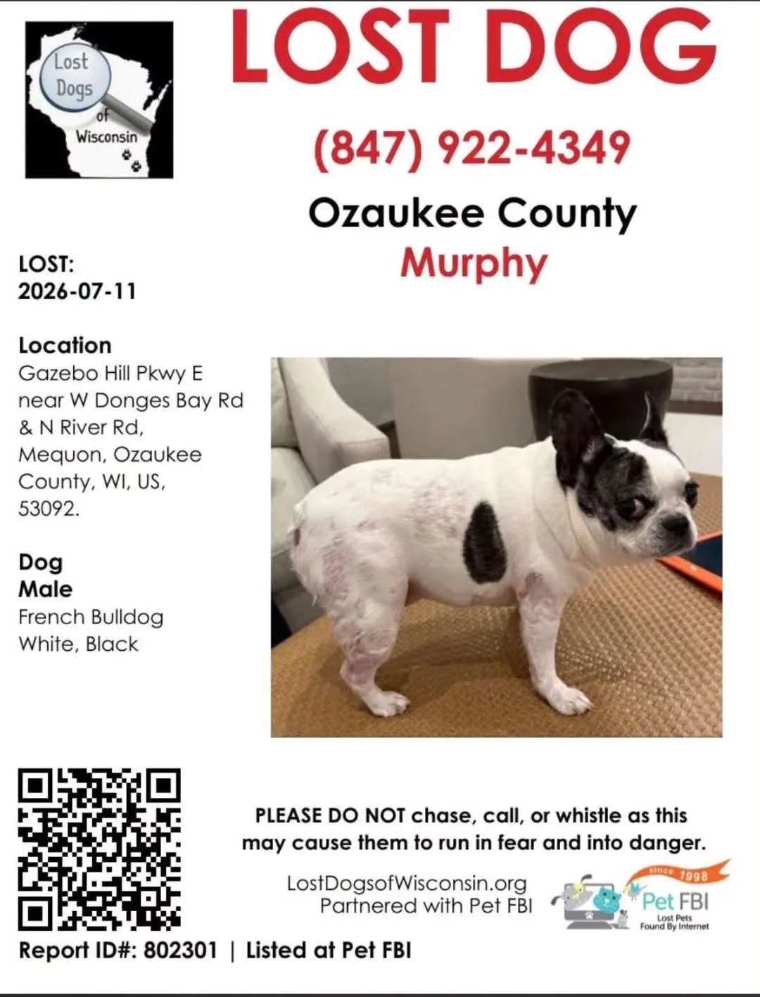🚨 Mequon friends, clients, and neighbors &mdash; we need your help. 💛

Our Off Leash friend Murphy went missing last night while visiting his family's home in Mequon. He disappeared in the early evening and his family is absolutely heartbroken.

Mu