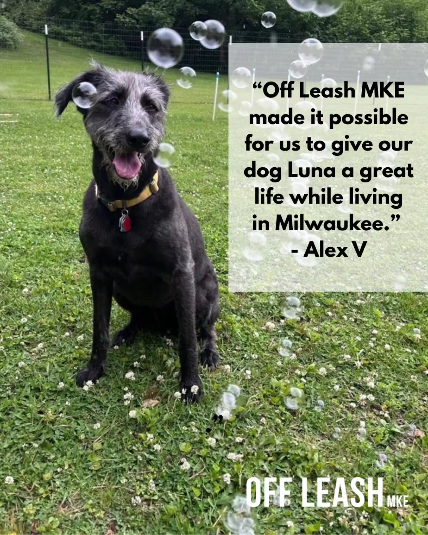 This one means a lot. 🖤

Luna and her family were part of Off Leash MKE for years, and this is exactly what we&rsquo;ve always wanted our services to make possible.

You can work long hours. You can have a demanding career. You can have a full life.