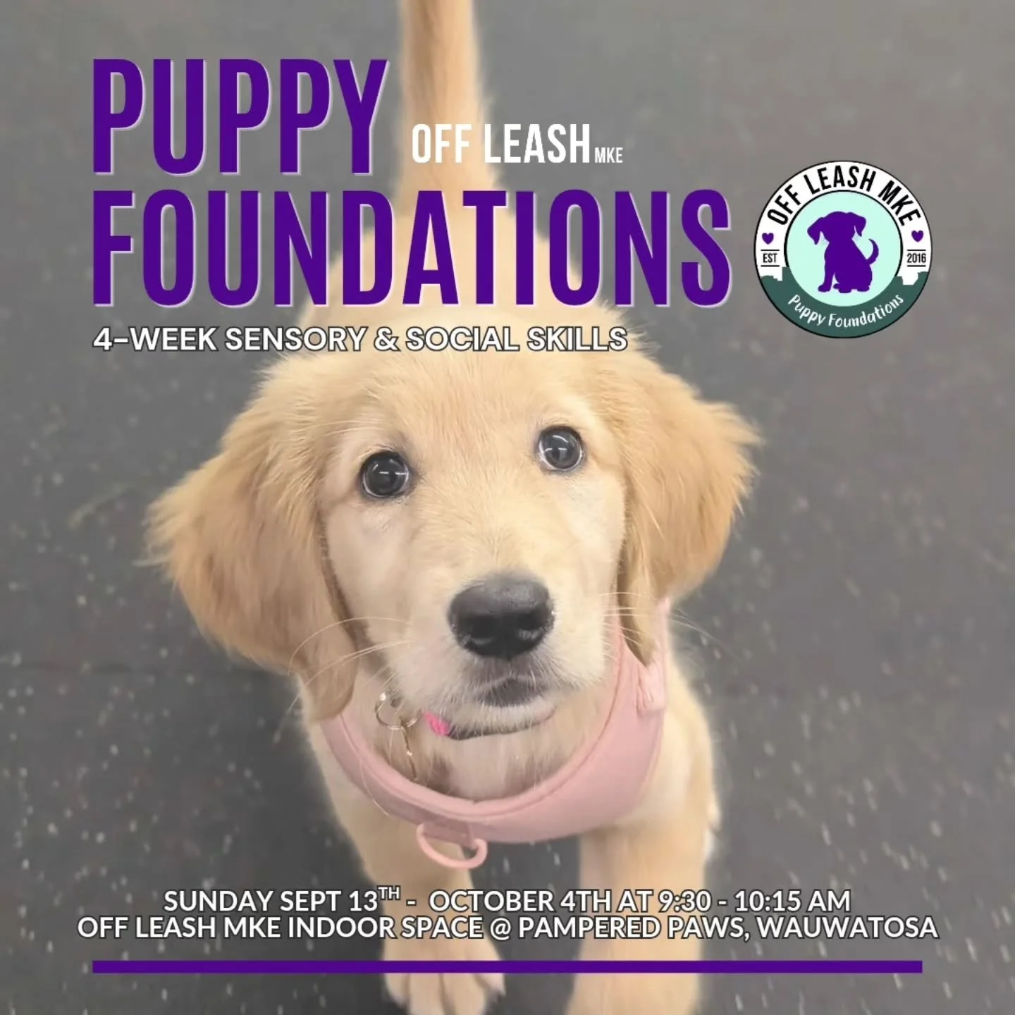 Puppy socialization is about so much more than meeting other dogs. 🐶💜

Those early puppy weeks are a huge developmental window, and the experiences your puppy has now can help shape how confidently they move through the world later.

Puppy Foundati