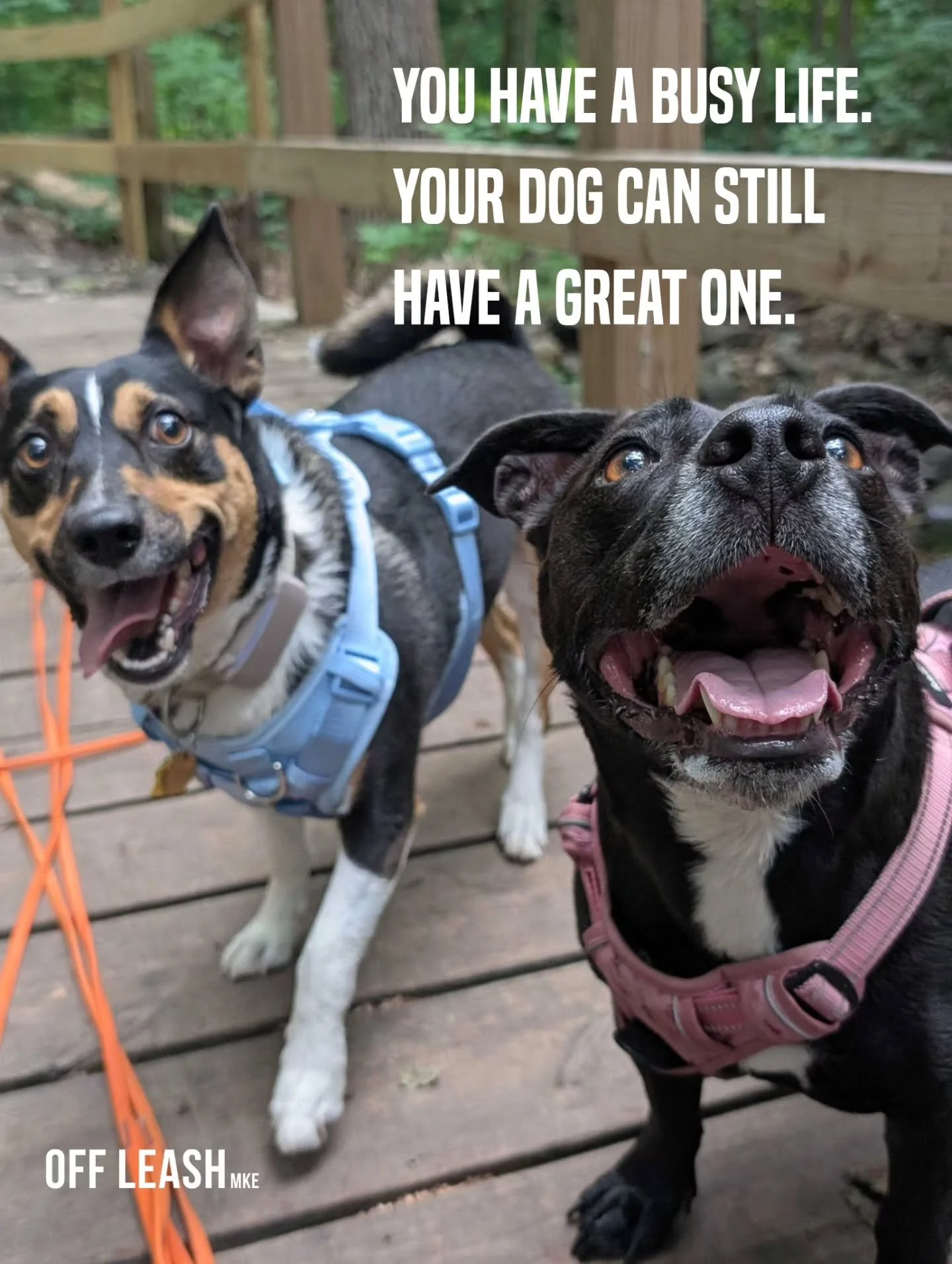 You have meetings. Appointments. Errands. Long days. A whole life happening outside your front door.

And meanwhile, there&rsquo;s a dog at home who thinks you&rsquo;re the absolute center of the universe. 🐾

You shouldn&rsquo;t have to choose betwe