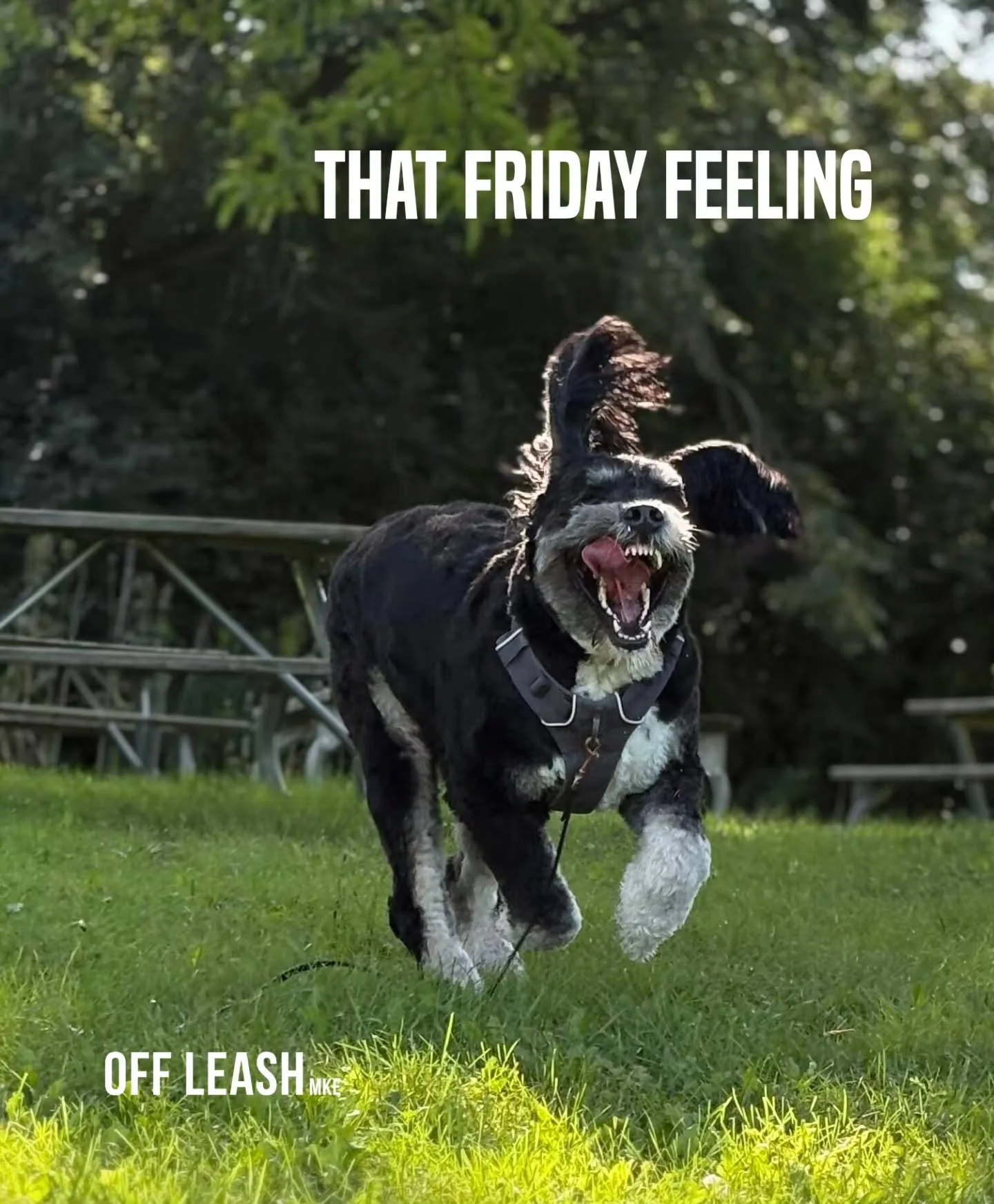 That Friday feeling.
Sunglasses on.
Tongues out.
Zoomies activated.
Absolutely no intention of answering emails after 4 PM.
We made it to the weekend, Milwaukee. 
Here&rsquo;s to long walks, good sniffs, rolling in questionable things, and doing what