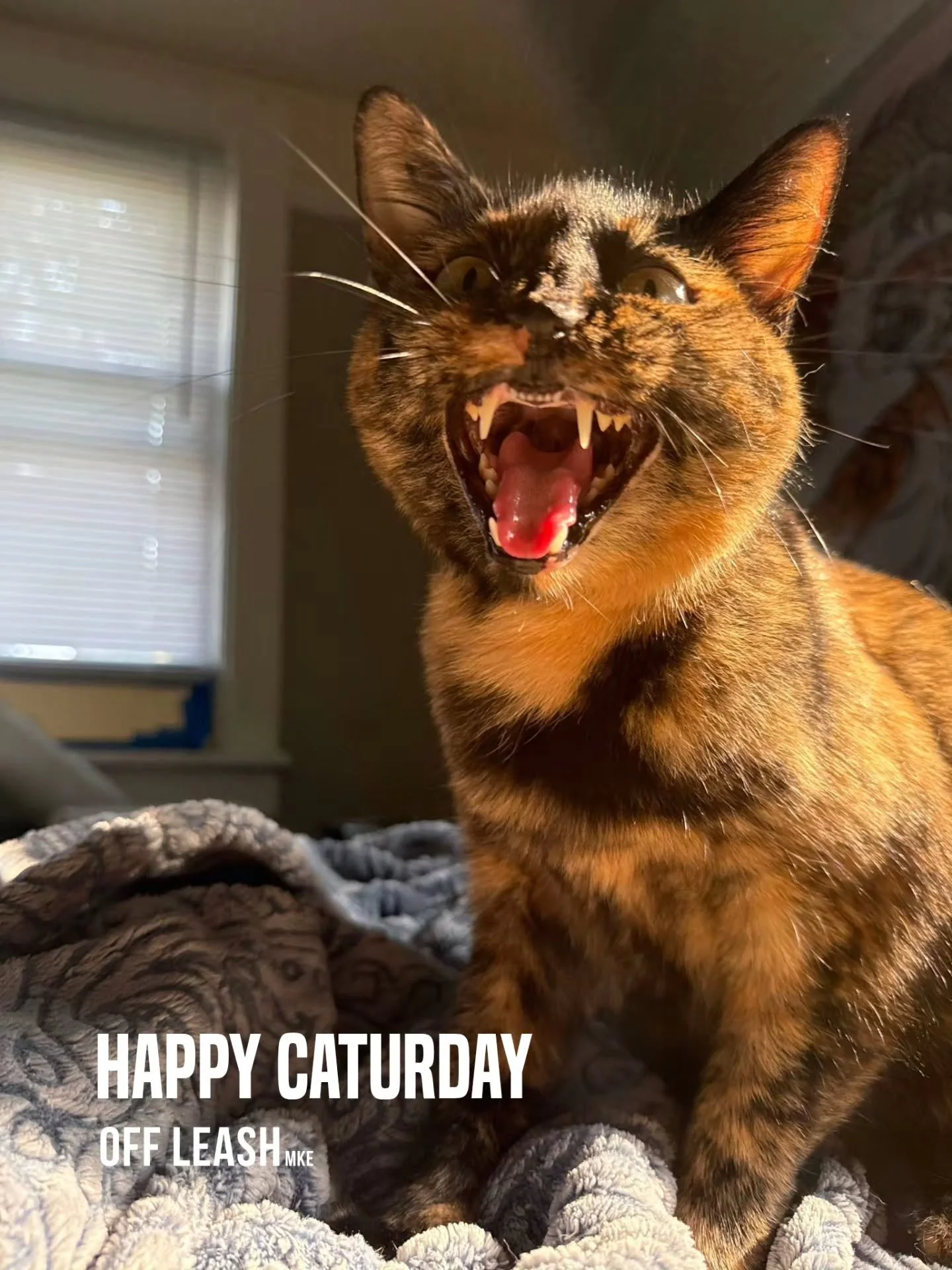 SATURDAYS ARE FOR THE CAT PEOPLE. 

Dogs may get a lot of airtime around here, but our cat clients would like to remind everyone that they are also extremely important.

And extremely busy.

And apparently very passionate about weekends. 

Our cat vi