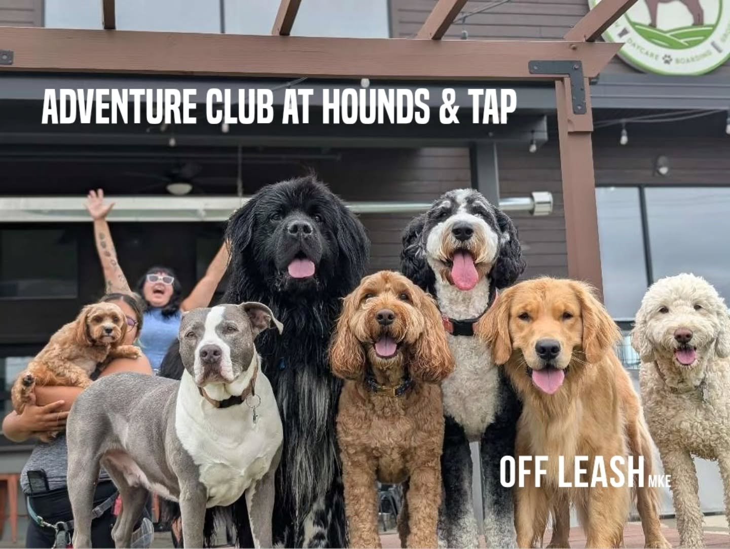 Already counting down to Wednesday. 

Because for this crew, Wednesday means one thing:

Adventure Club at Hounds &amp; Tap.

Fresh air. Friends. Sniffs. Playtime. Plenty of happy faces. And a midweek outing that gives everyone something to look forw
