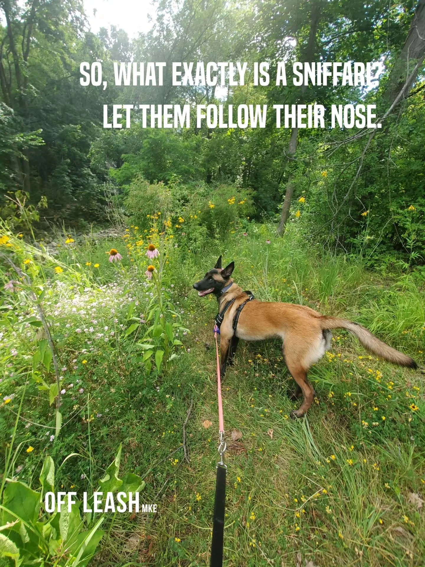 So&hellip; what exactly is a Sniffari? 

Think of it as a walk that&rsquo;s less about getting from point A to point B&hellip; and more about letting your dog experience the world the way dogs are meant to.

A Sniffari is a one-on-one decompression a
