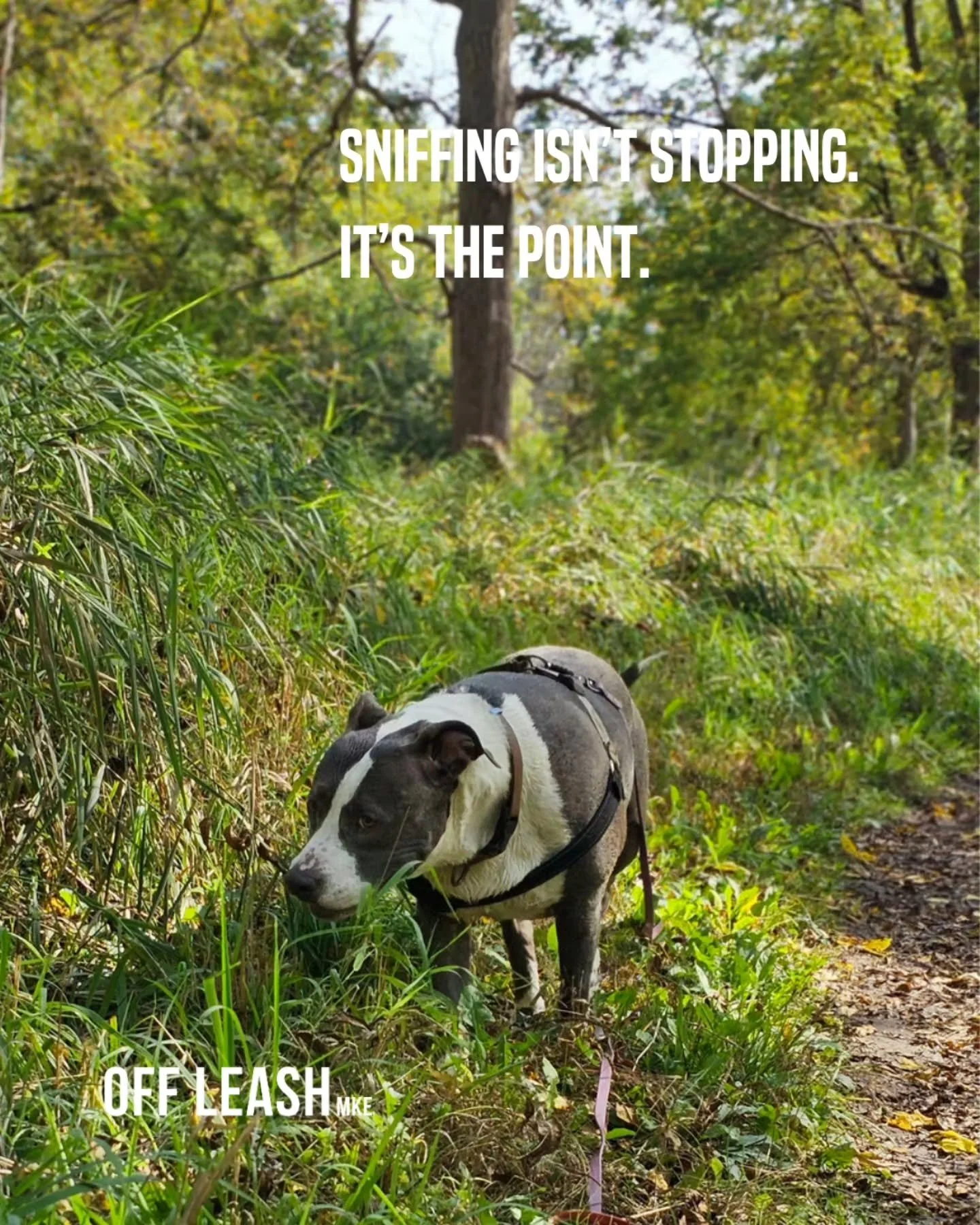 If your dog spends five minutes investigating the same patch of grass . . . they&rsquo;re not doing the walk wrong. 

They&rsquo;re reading the neighborhood.

Who was here?
Which way did they go?
What changed since yesterday?
And apparently&hellip; w