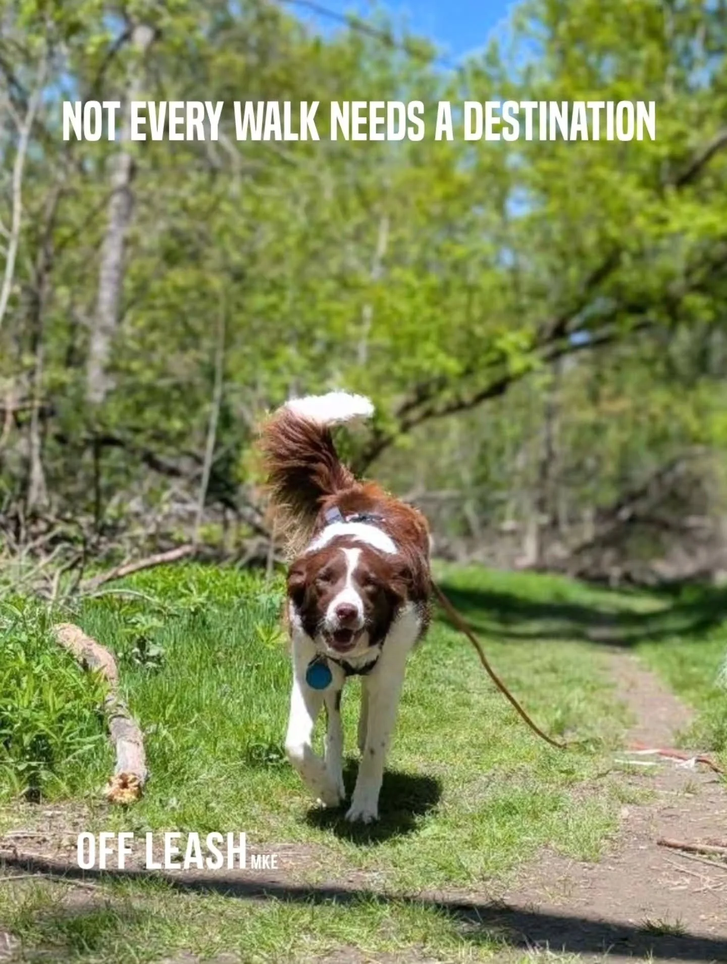 Not every walk needs a destination. 

Sometimes the best part of the walk is the part where you stop.

And sniff.
And wander a little.

And change direction because apparently something very important happened over by that tree. 

That&rsquo;s the id