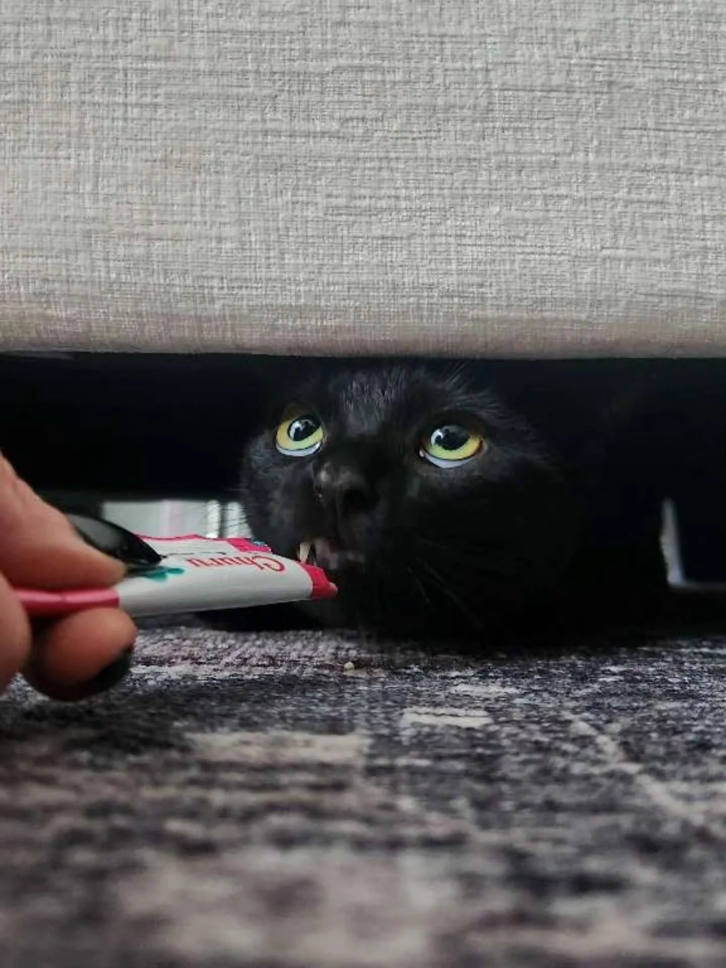 Meet Rasputin. 🖤

He&rsquo;s newly adopted, settling into a brand-new home, and today was our very first visit with him.

New house. New people. New routine. And possibly his very first cat sitter.

So we&rsquo;re not rushing this friendship.

We&rs