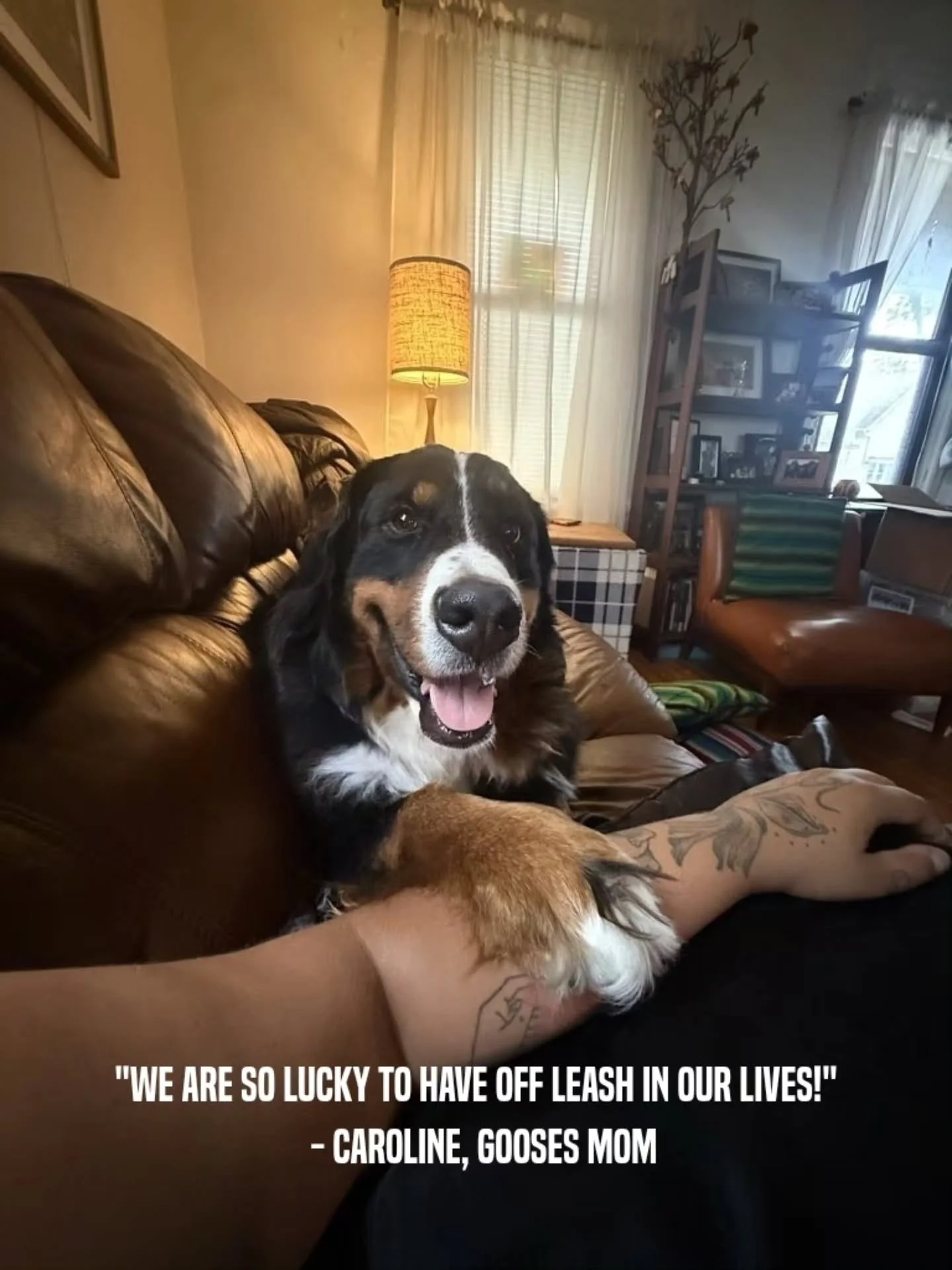 Sometimes the best pet care is simply giving everyone what they need. 🐾

Goose is a sensitive girl. She loves her people, but a house full of guests? Definitely not her idea of a good time.

So when her parents were hosting a party, instead of askin