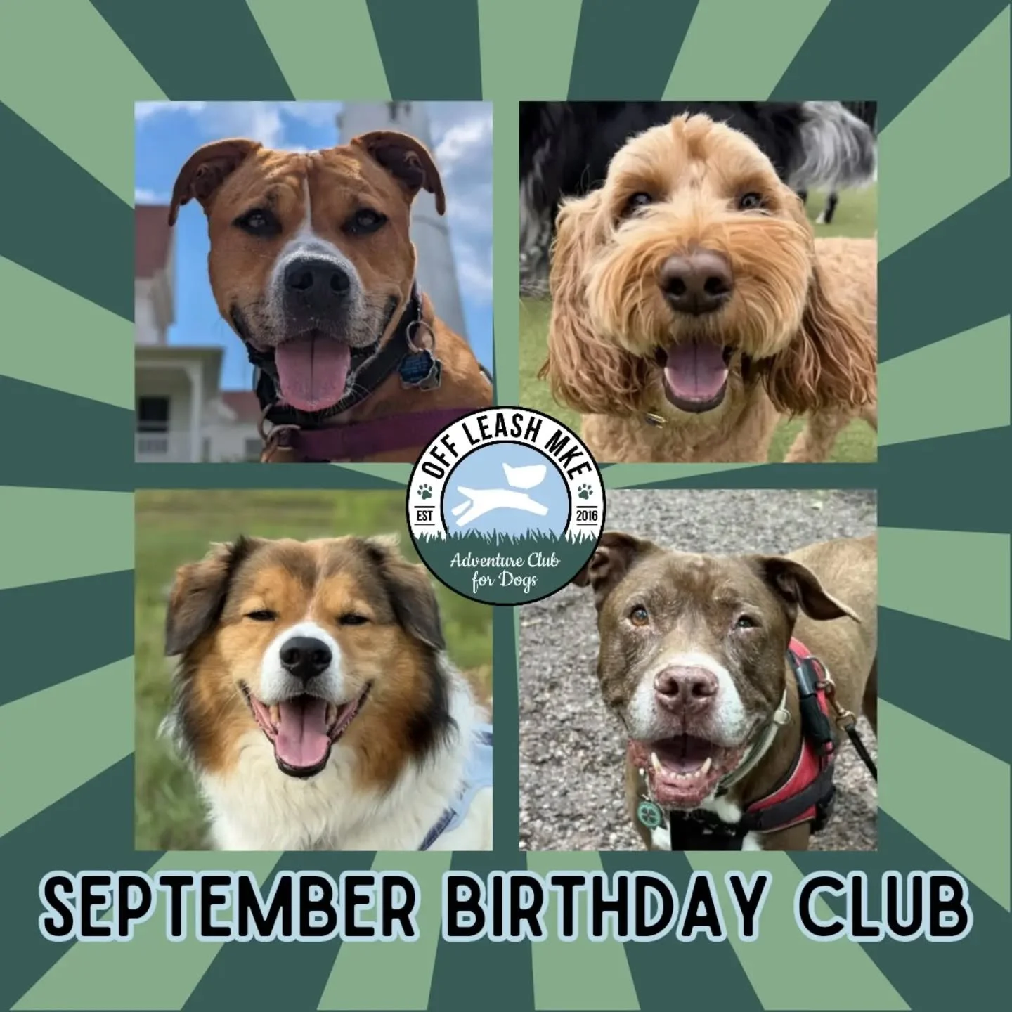 Join us in wishing a very happy birthday to our September Birthday Club crew! We&rsquo;re so lucky to get to spend time with these sweet faces and be part of so many of their adventures throughout the year - here&rsquo;s to another year of sniffing, 