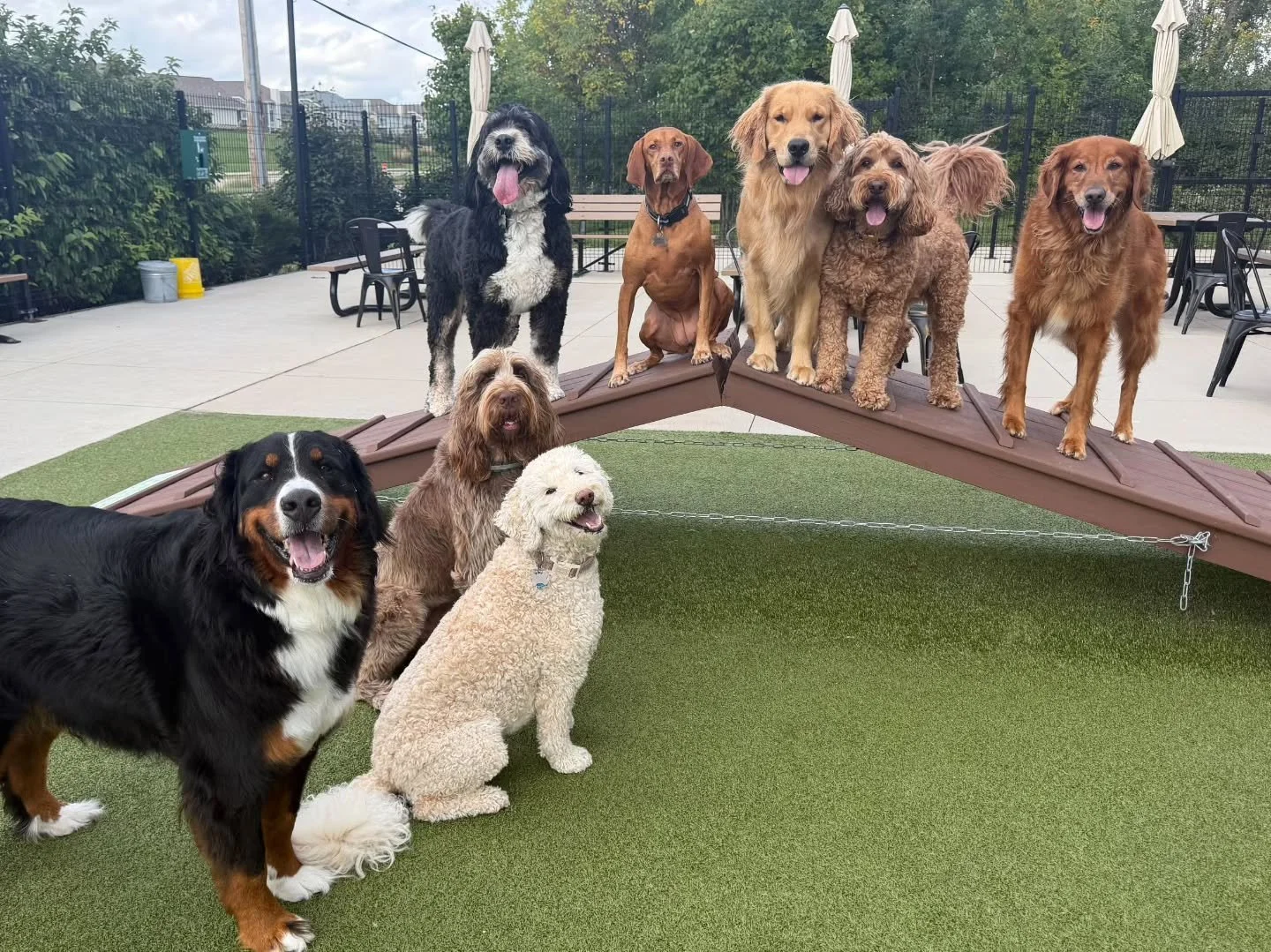 Tell me you have a Wednesday social club without telling me you have a Wednesday social club.

This is our Hounds &amp; Tap crew a rotating cast of very good dogs who get to spend their Wednesdays doing exactly what Wednesdays should be for: getting 