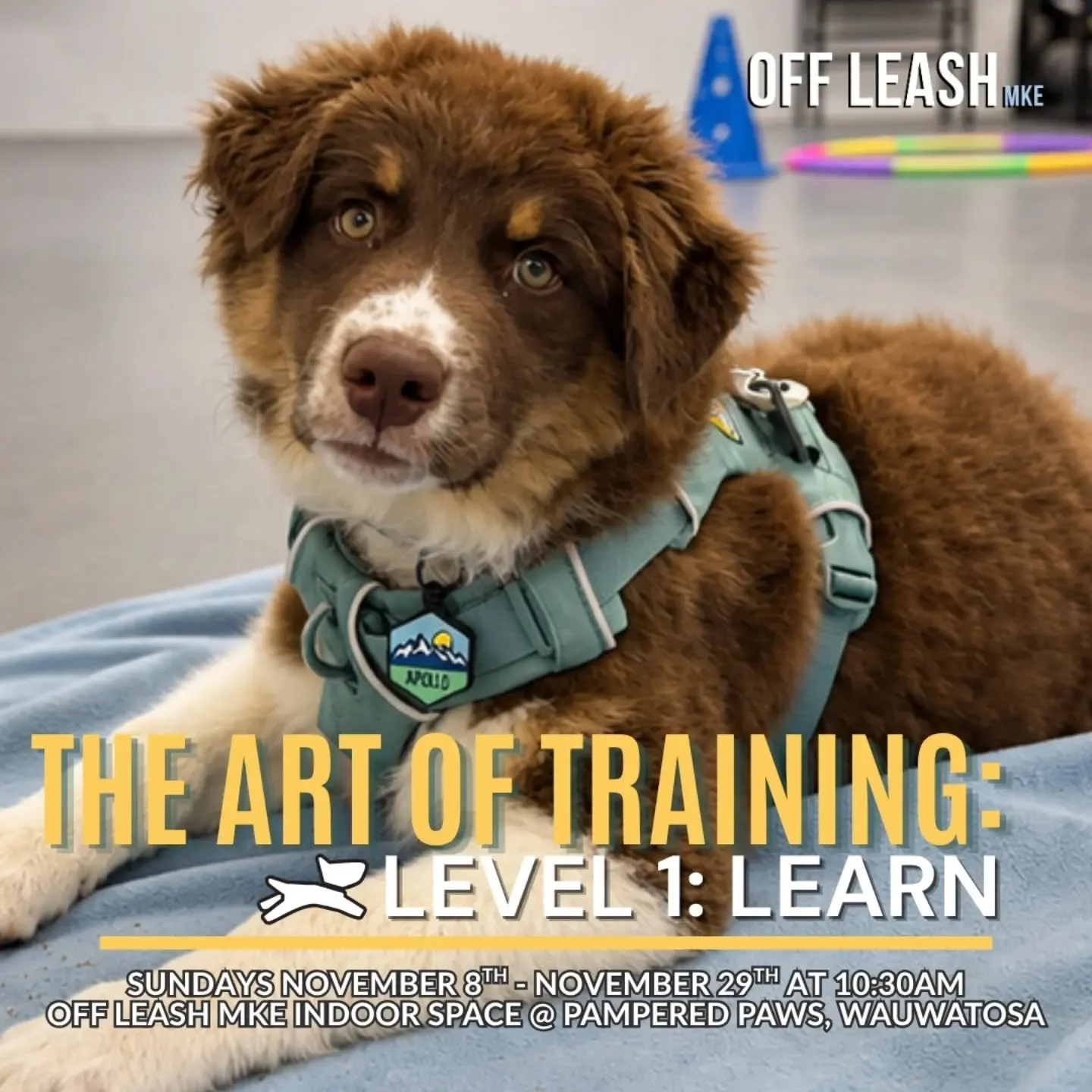 NEW CLASS: THE ART OF TRAINING

What if dog training wasn&rsquo;t just about teaching your dog what to do - but understanding how they learn?

We&rsquo;re excited to announce The Art of Training, a new three-level training series designed to help you