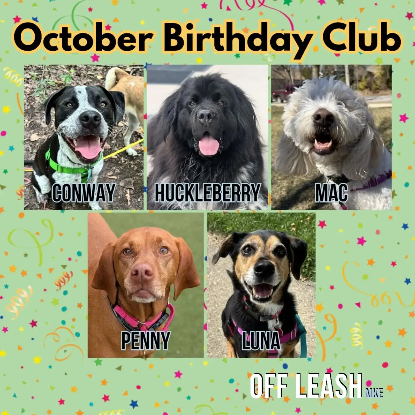 Join us in wishing a very Happy Birthday to all the Off Leash MKE pups and kitties celebrating in October! We hope your birthday month is filled with all your favorite things like extra treats, belly rubs, and plenty of playtime. Here&rsquo;s to anot