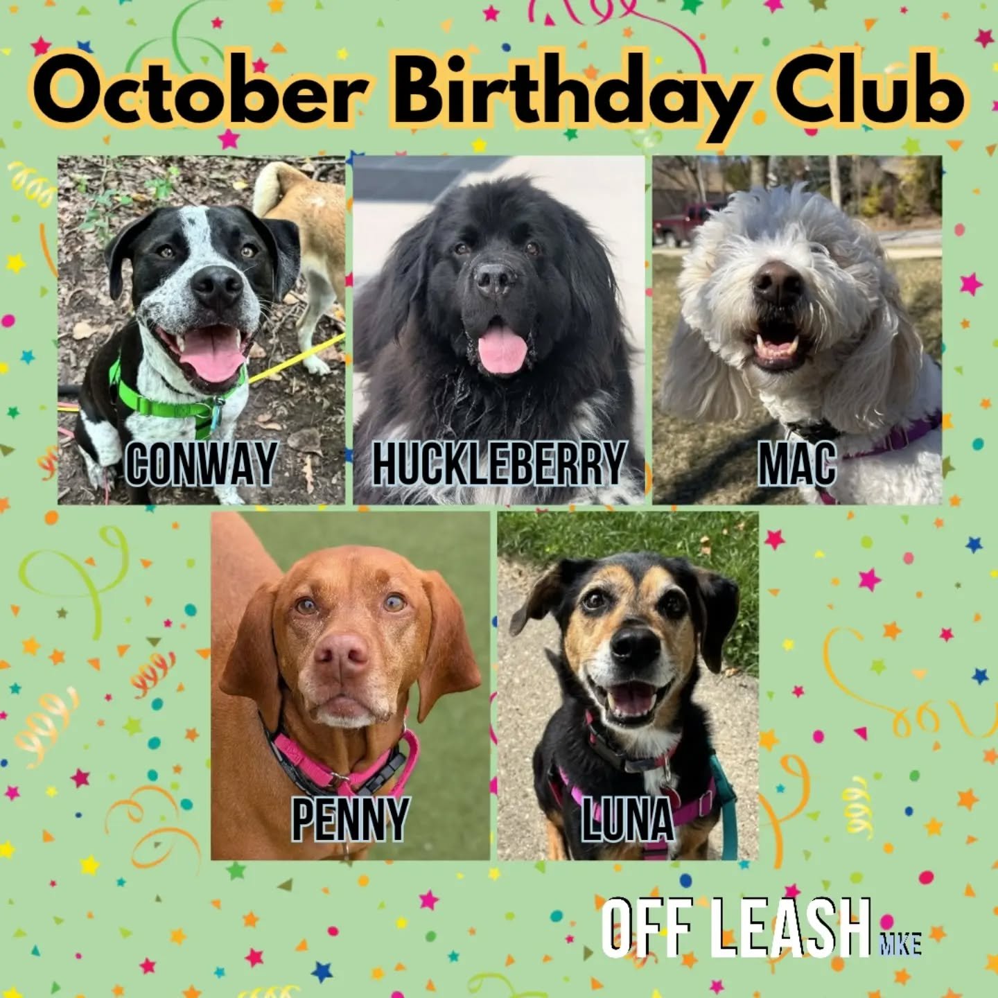 Join us in wishing a very Happy Birthday to all the Off Leash MKE pups and kitties celebrating in October! We hope your birthday month is filled with all your favorite things like extra treats, belly rubs, and plenty of playtime. Here&rsquo;s to anot