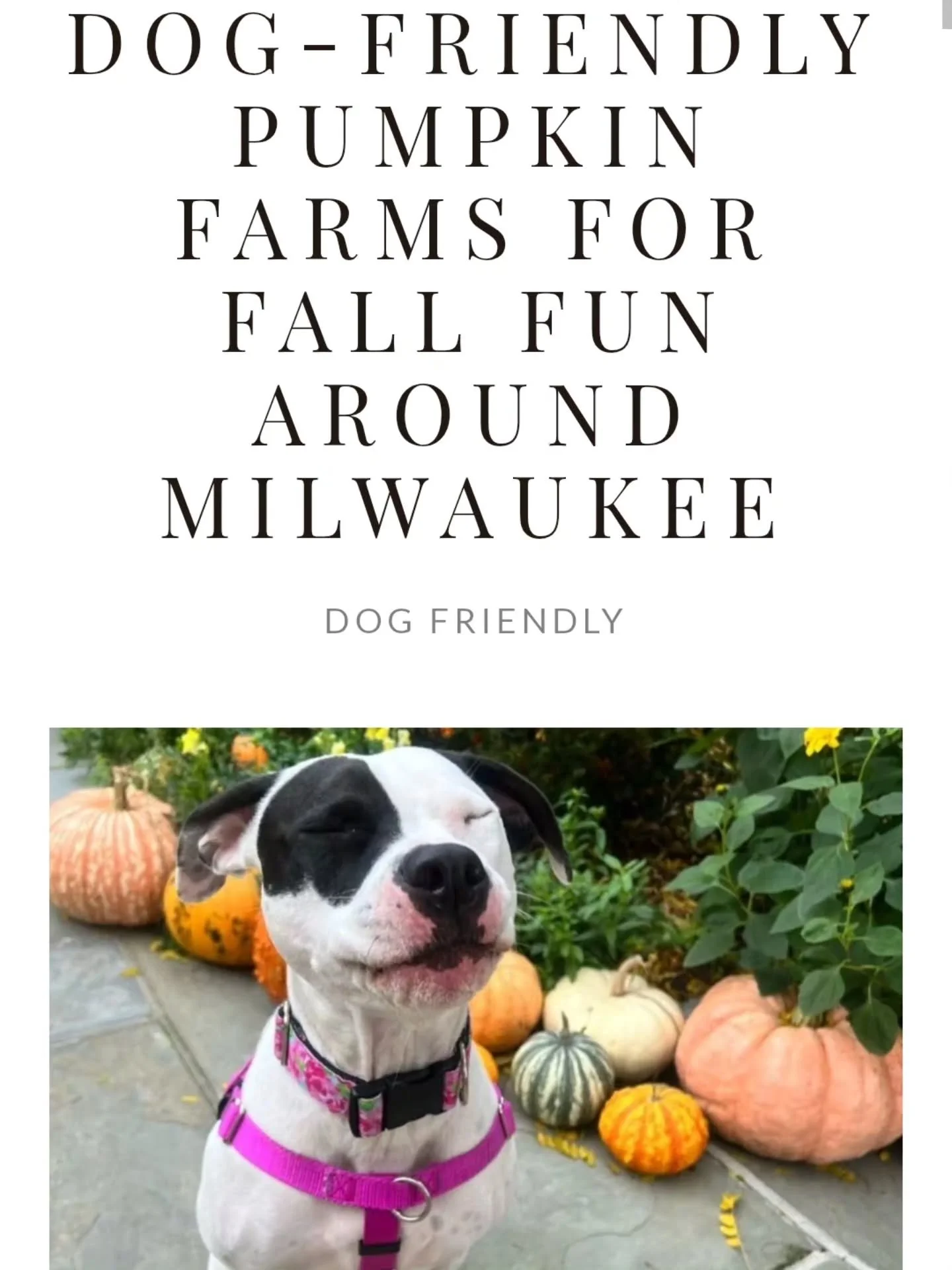 If you&rsquo;re looking for a fall outing where your dog can come too, we pulled together a few dog-friendly pumpkin farms around Milwaukee worth checking out.

Think scenic walks, pumpkins, corn mazes, farm animals, and plenty of very important seas
