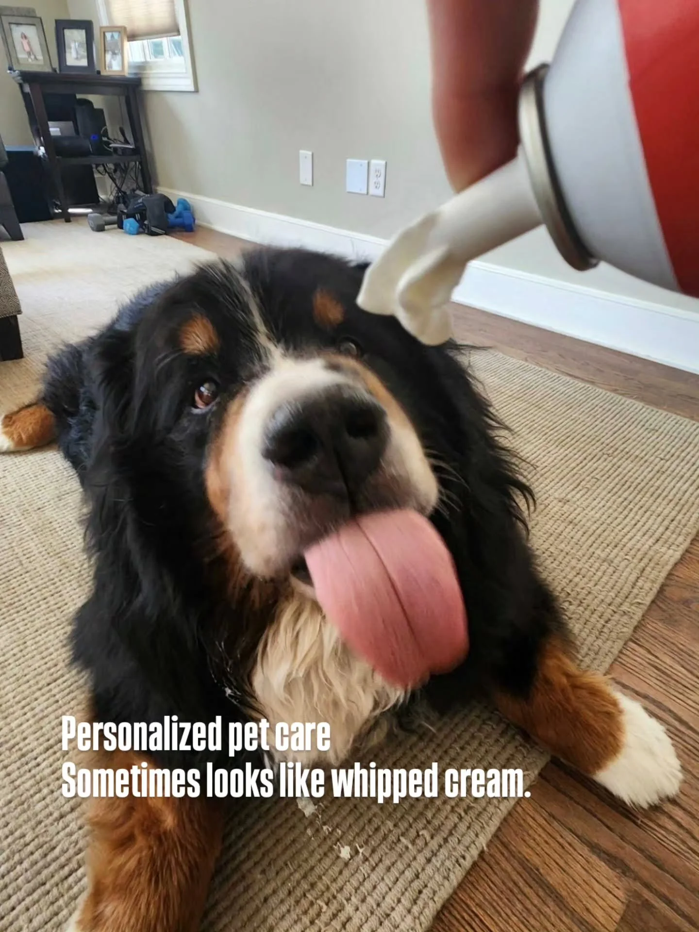 In our recent Shepherd Express feature about Off Leash MKE, Lori talked about one of the things our team does best: figuring out what works for the individual dog in front of us.

And this handsome guy is the dog behind one of those stories.

Sometim