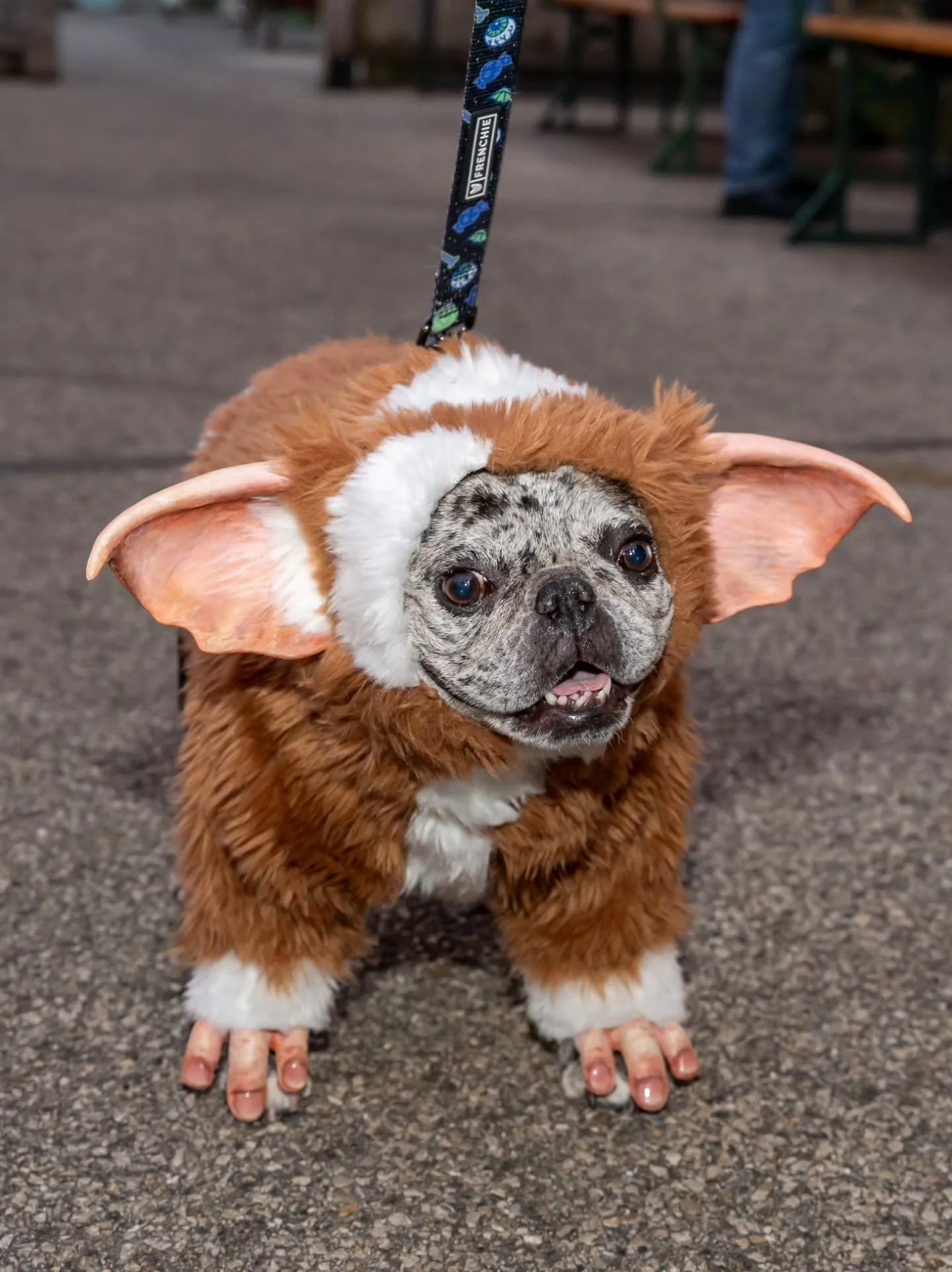 Last year&rsquo;s winners understood the assignment!🏆

We&rsquo;re officially counting down to Howl-O-Weenie 6: Bark to the Future &mdash; happening THIS SATURDAY, October 24 from 3&ndash;6 PM at Boone &amp; Crockett!

And this year, YOU&rsquo;RE th