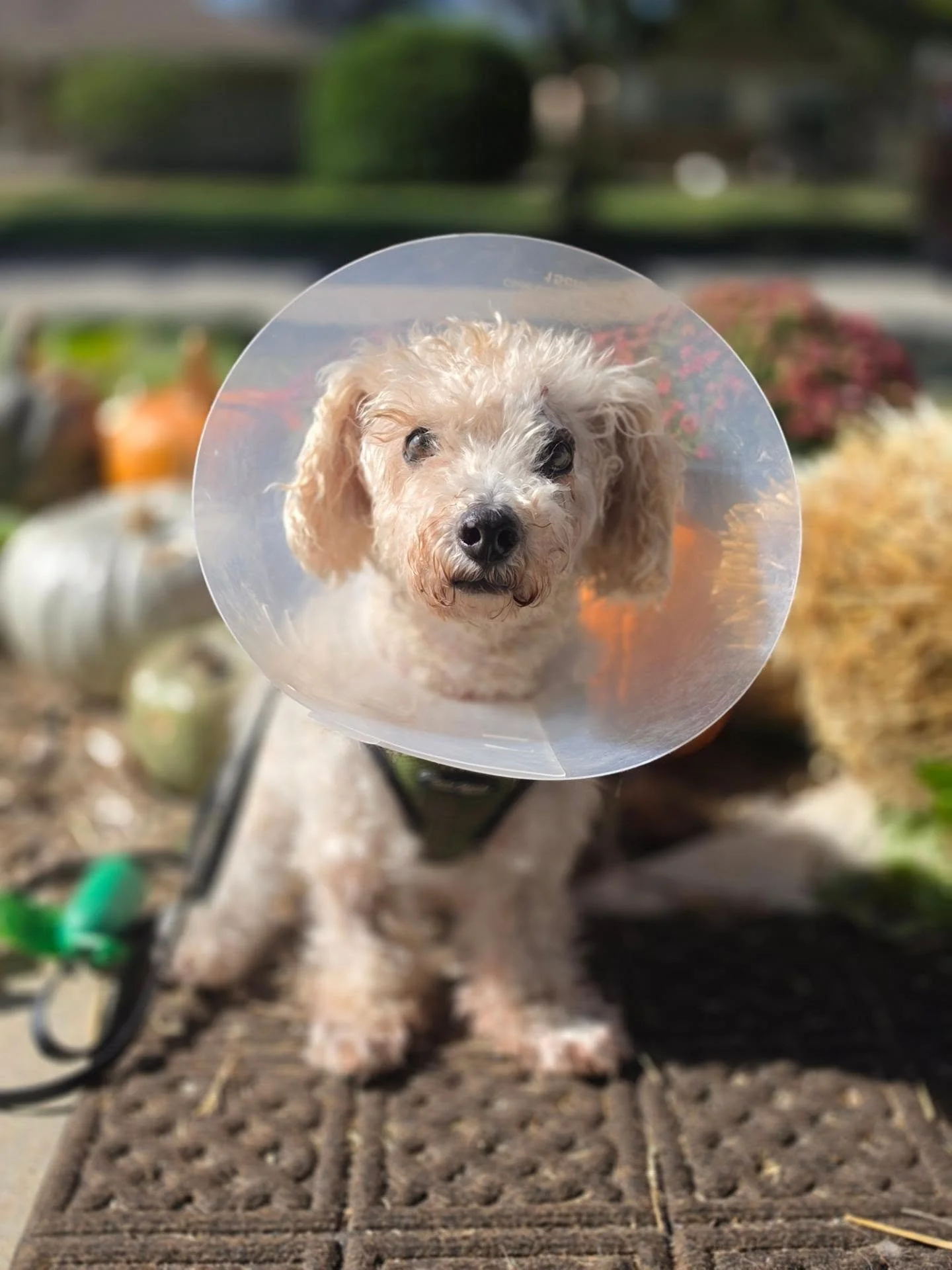 Sometimes meeting a dog where they&rsquo;re at looks like a trail.

Sometimes it looks like a stroller. 🐾

Cooper just had surgery, so right now his adventures look a little different. He&rsquo;s not covering miles or charging down a trail.

But he 