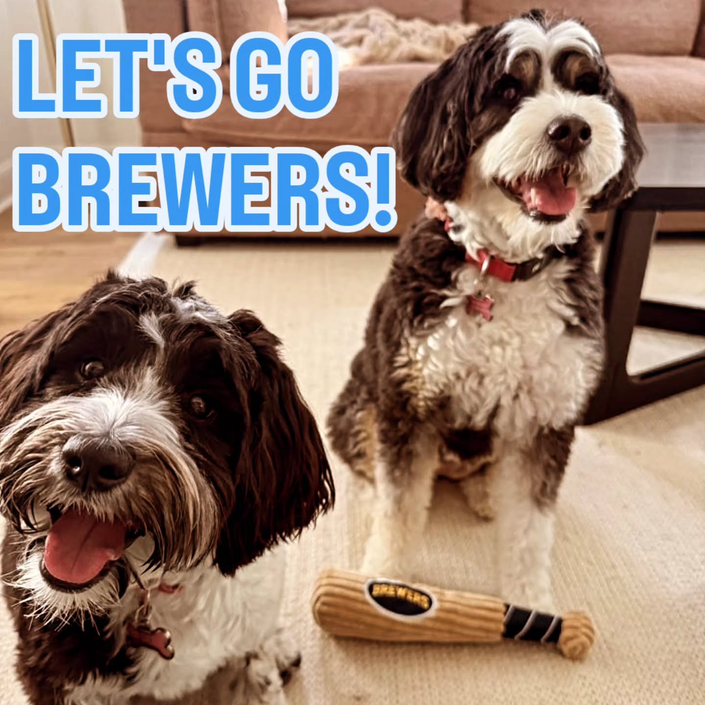 Ginger &amp; Pepper have their game faces on! 🐾⚾💙💛

All paws on deck for our Milwaukee Brewers!

LET'S GO CREW!! 🍻🐶

#WinOurWay #WorldSeries #ThisIsMyCrew #MilwaukeeBrewers #OffLeashMKE