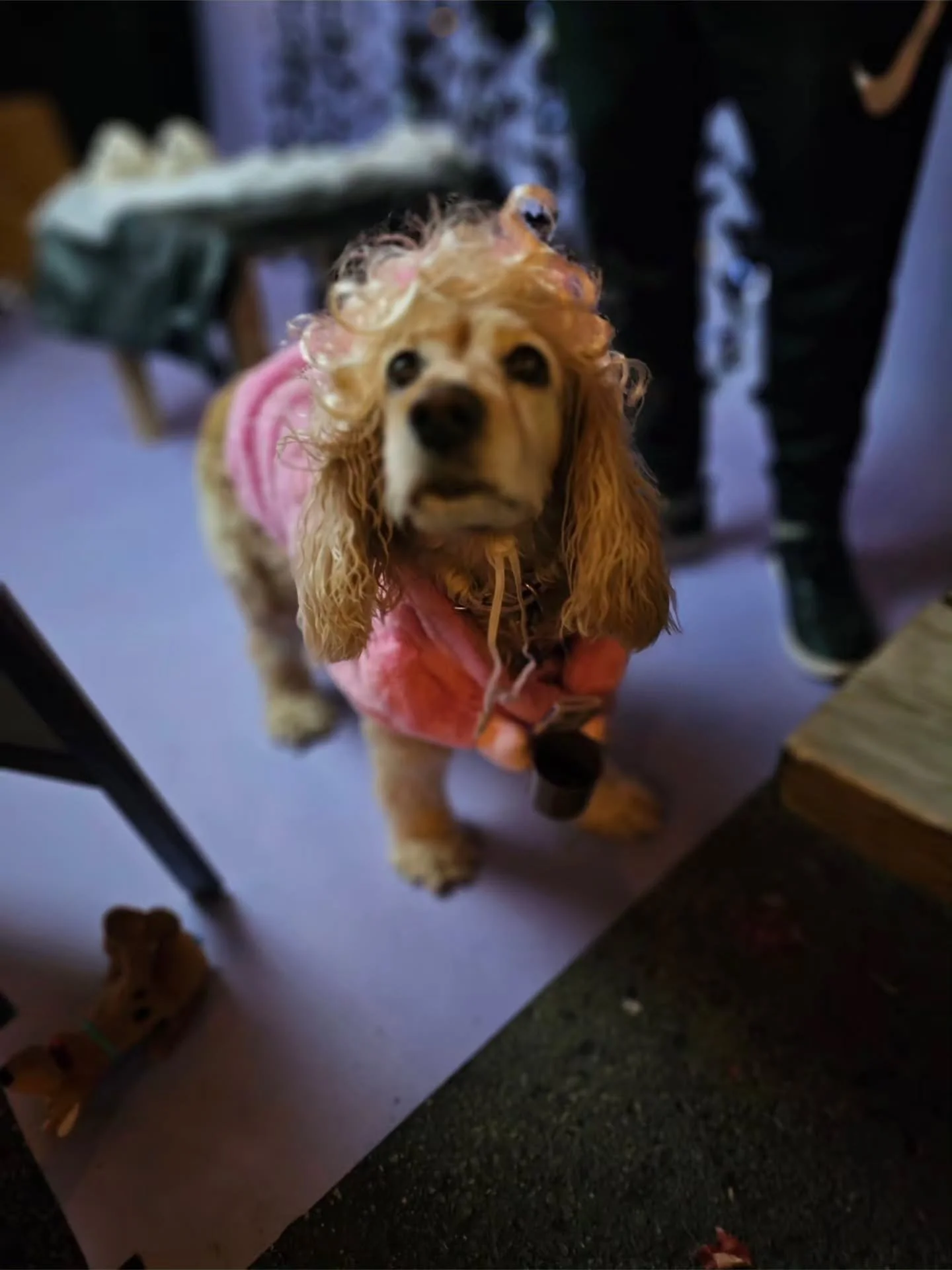 🎃🐾 ONE. MORE. DAY.

Howl-O-Weenie 6: Bark to the Future is TOMORROW! ⚡

We&rsquo;ve been looking back at photos from last year and we seriously cannot wait to do this all over again. Dogs in costumes. Ridiculous cuteness. Our friends from Skilos. T
