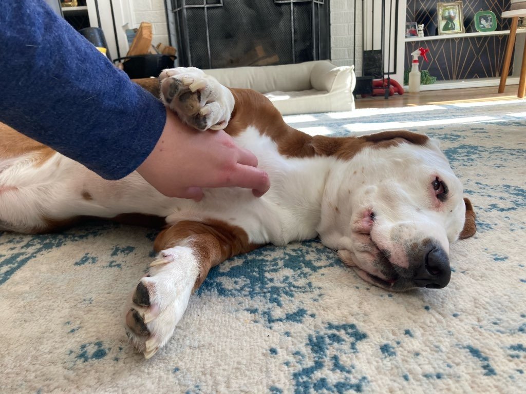 A dog enjoys good belly rubs from their favorite pet sitter