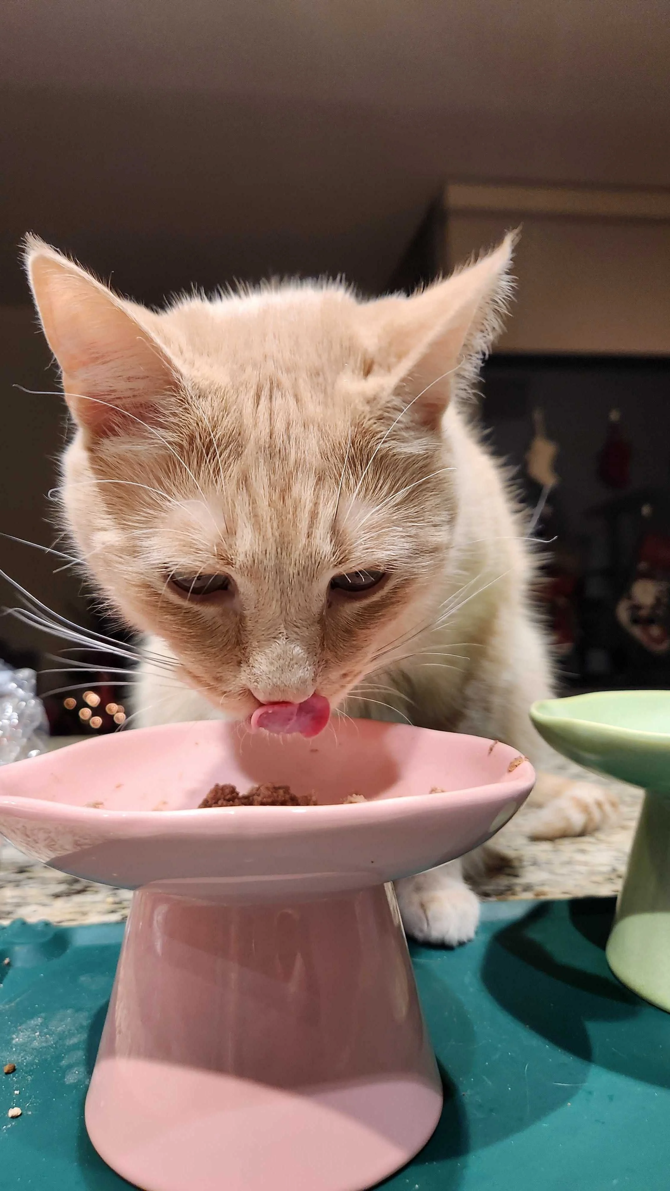A cat enjoying a meal in a dish